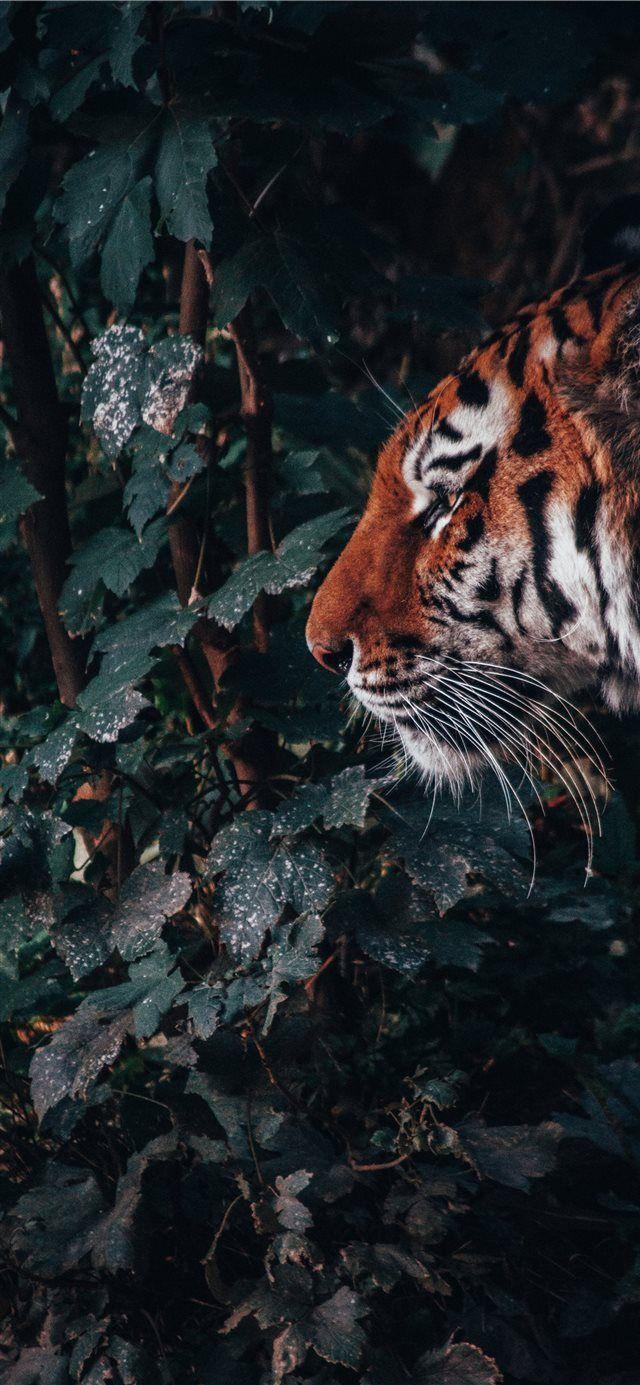 Wild Animal iPhone Wallpapers Top Free Wild Animal iPhone Backgrounds