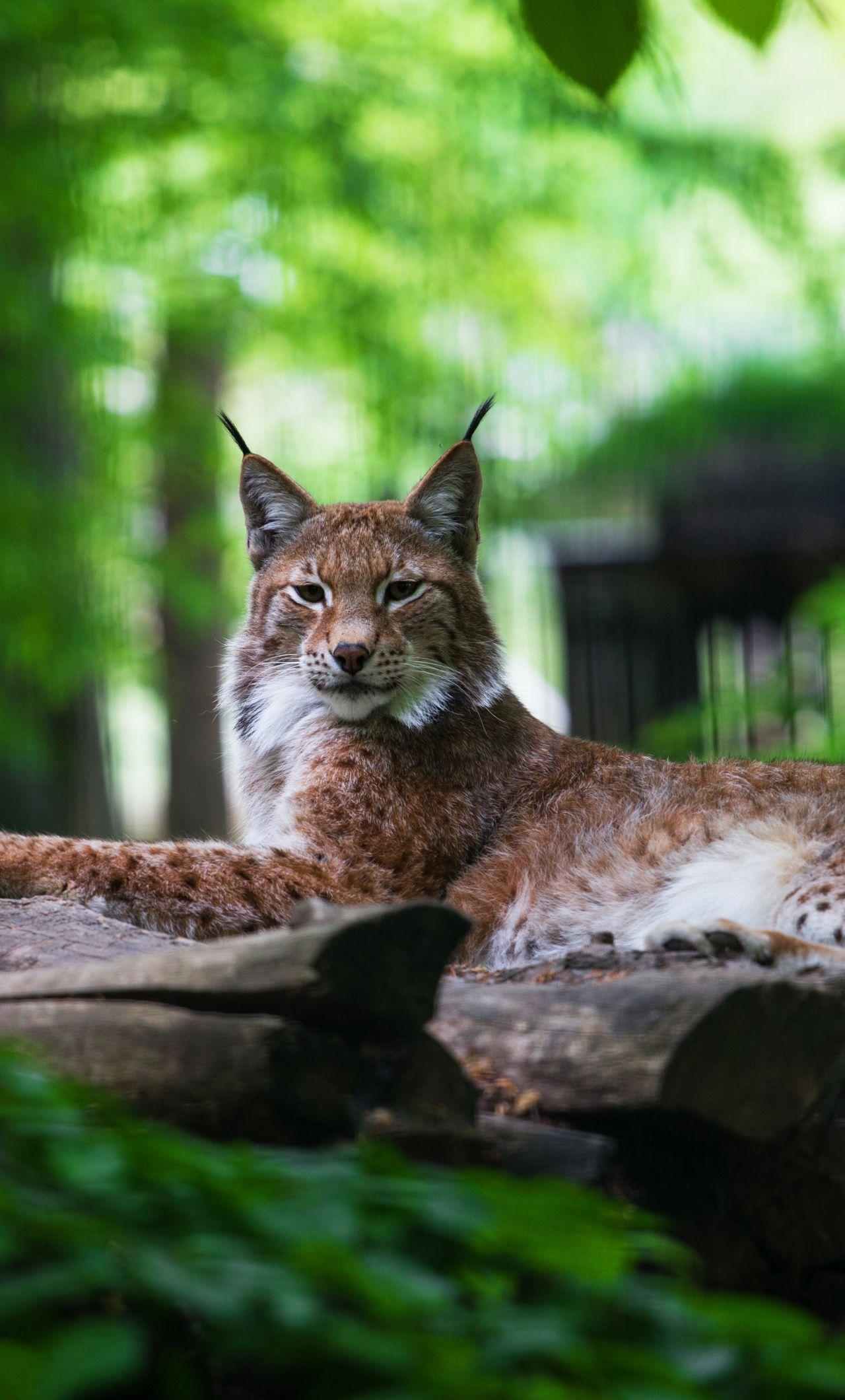 Wild Animal iPhone Wallpapers Top Free Wild Animal iPhone Backgrounds