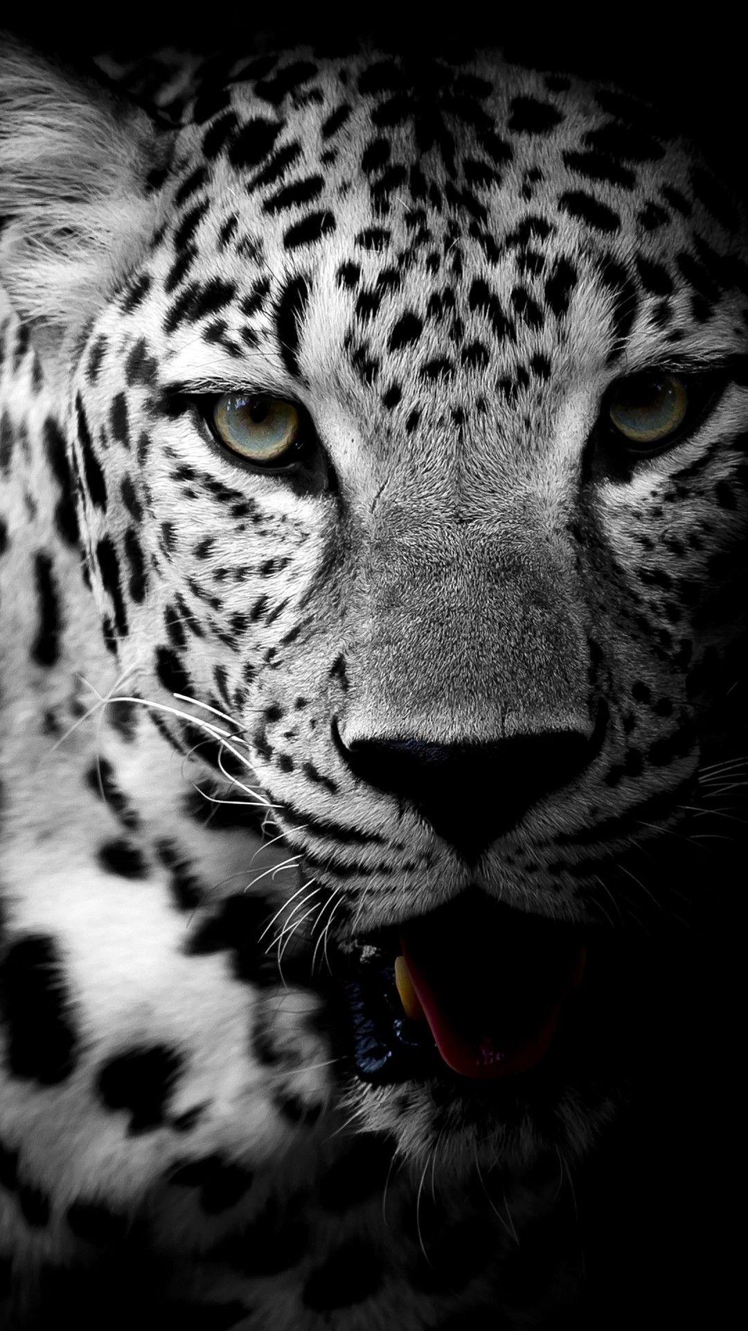 Wild Animal iPhone Wallpapers Top Free Wild Animal iPhone Backgrounds