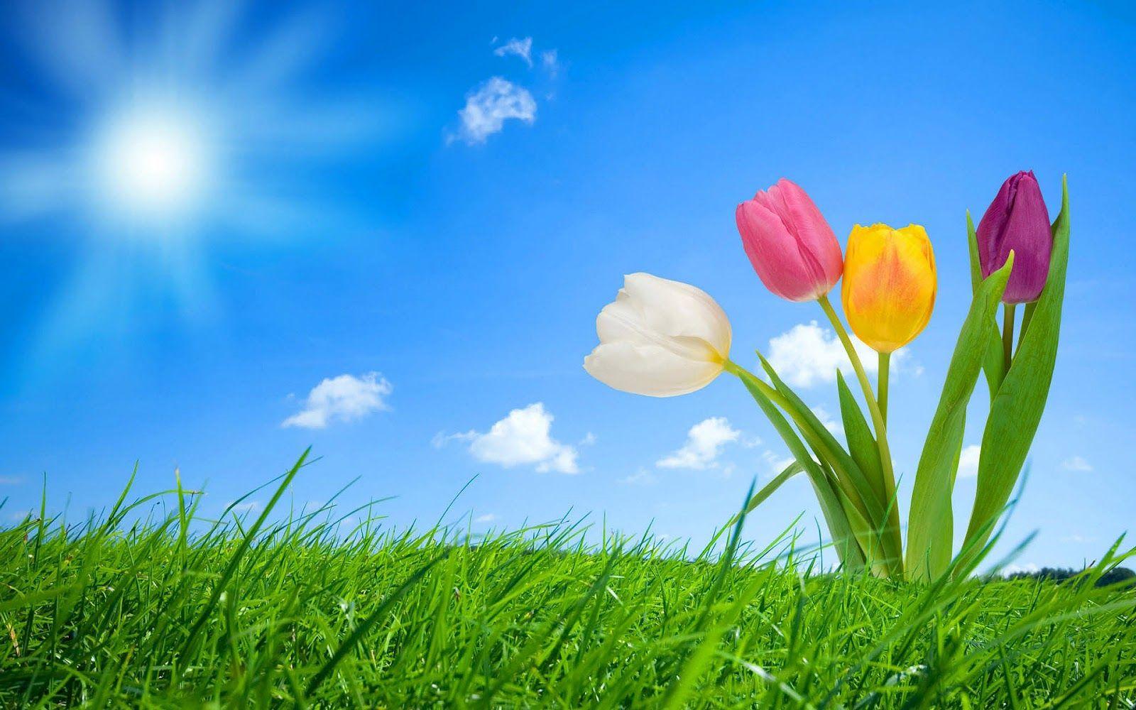 1600x1000 Spring Background. HD Wallpaper Pulse