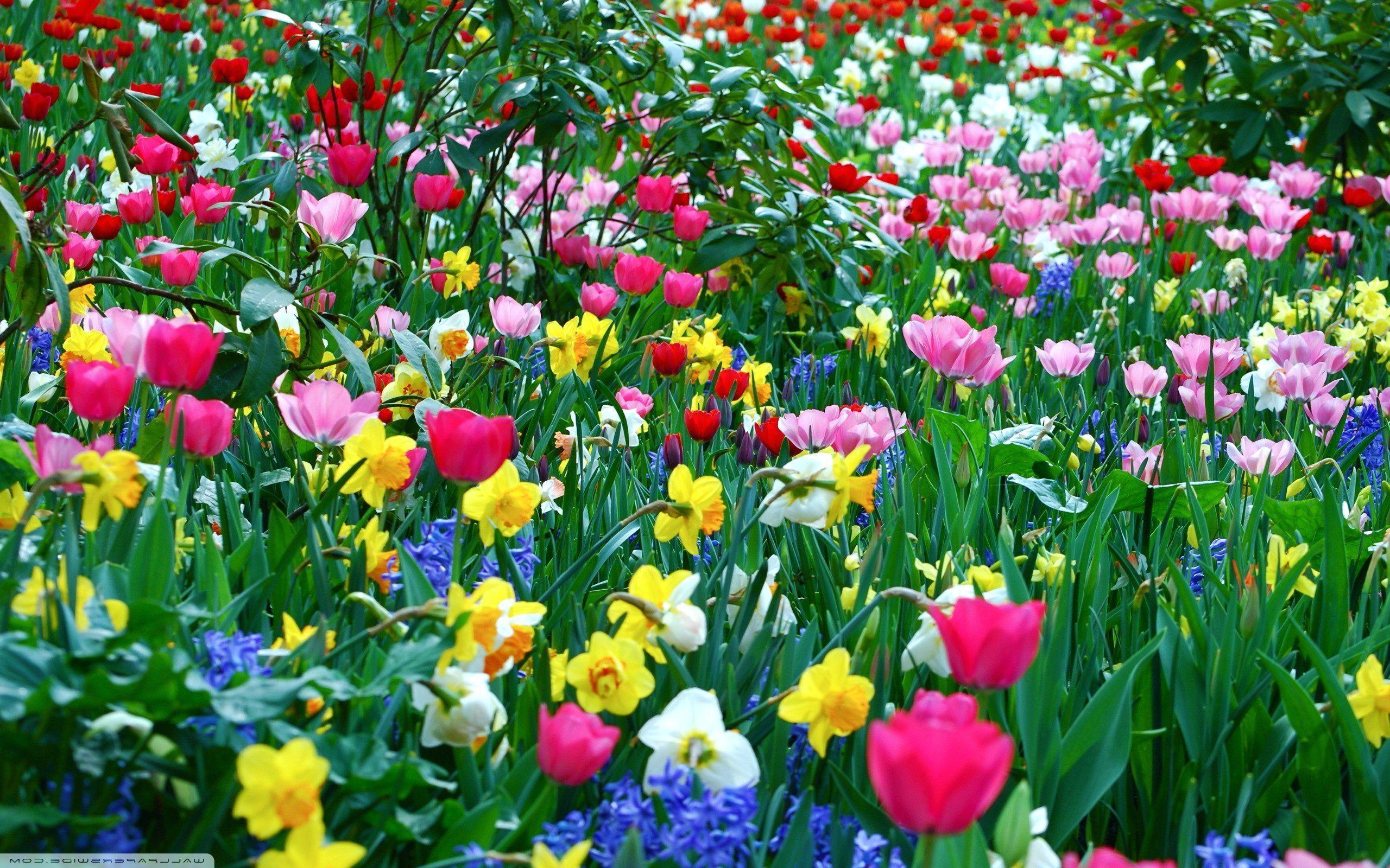 2560x1600 Spring Desktop Wallpaper Widescreen Group (74)