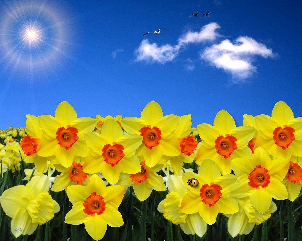 1280x1024 Flower: Spring Daffodills Flowers Easter Daffodill Abstract Nature