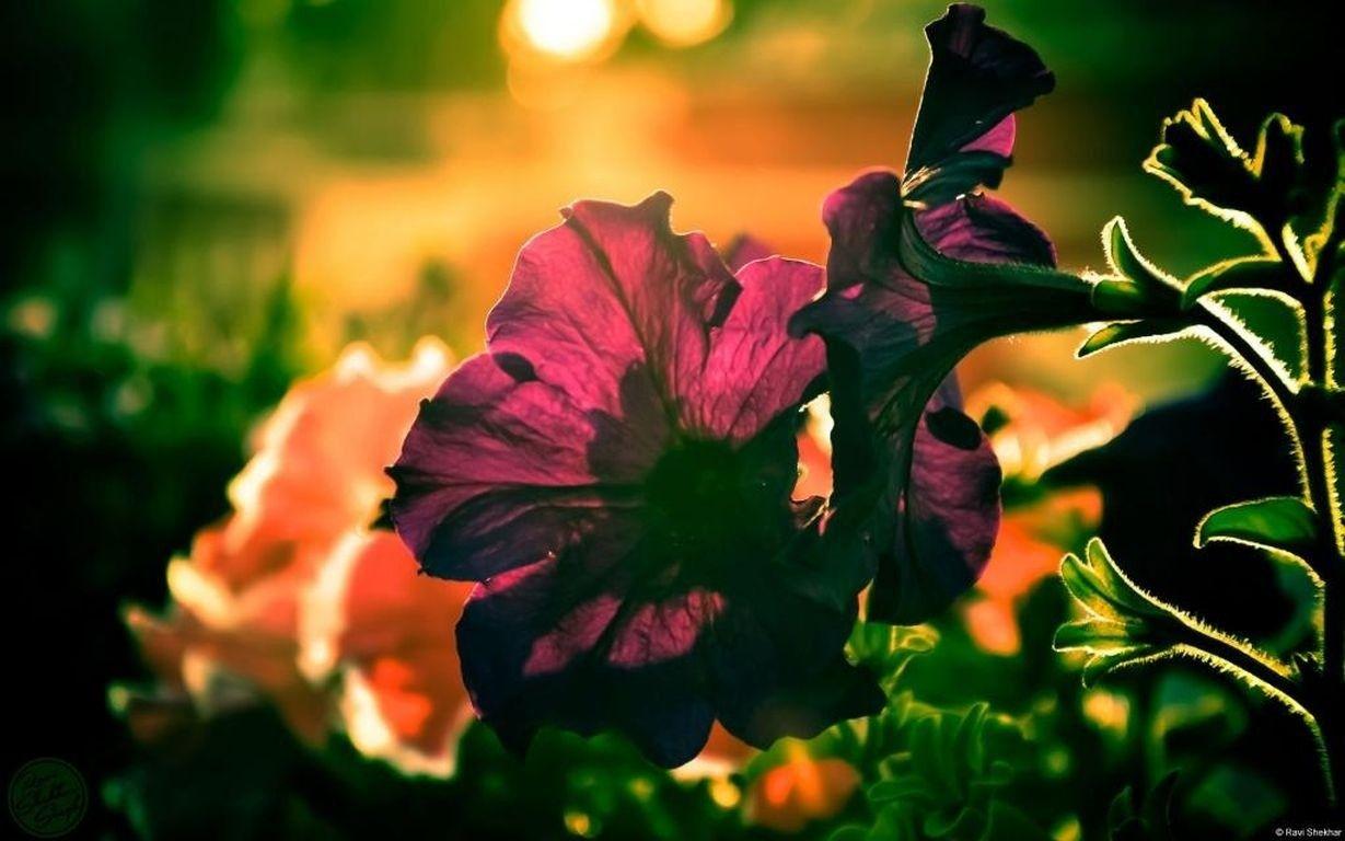 1229x768 Flower Spring Photography Blacklit Flowers Nature Summer Abstract