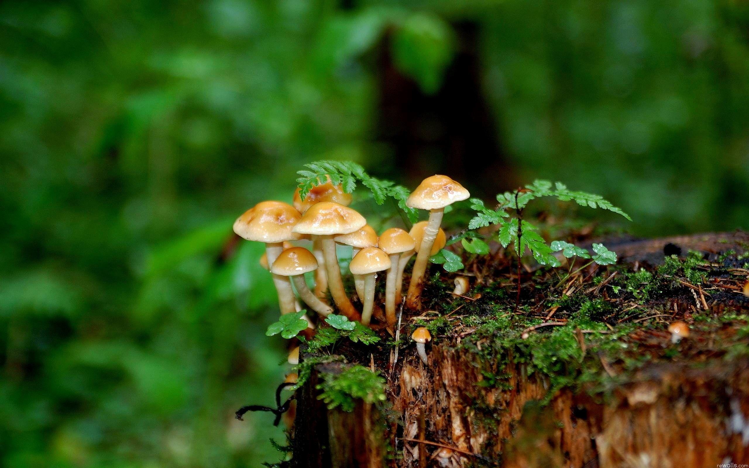 2560x1600 Mushroom Wallpaper Elegant Wallpaper Mushrooms Wallpaper Ideas of The Hudson