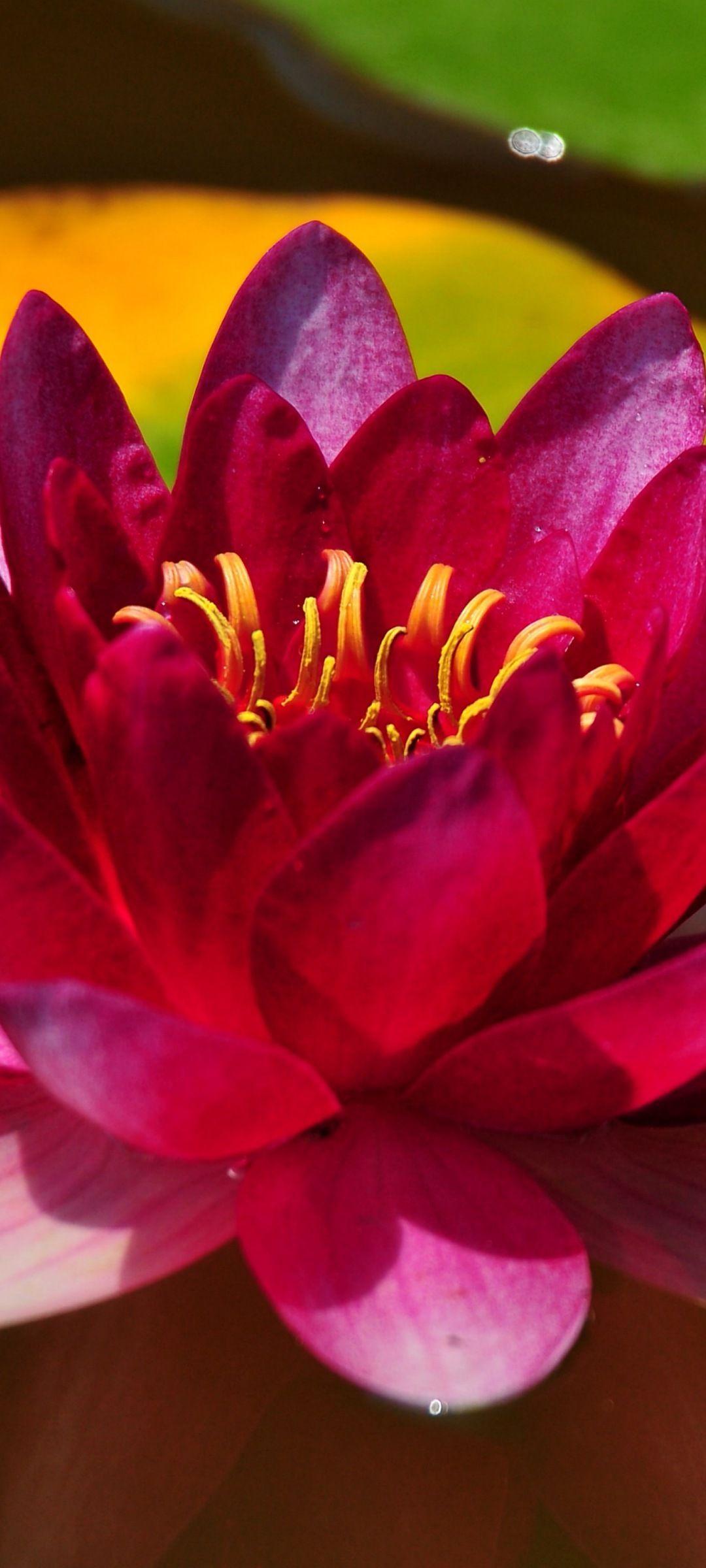 1080x2400 nature wallpaper. Screen wallpaper. 1080x2400 Background