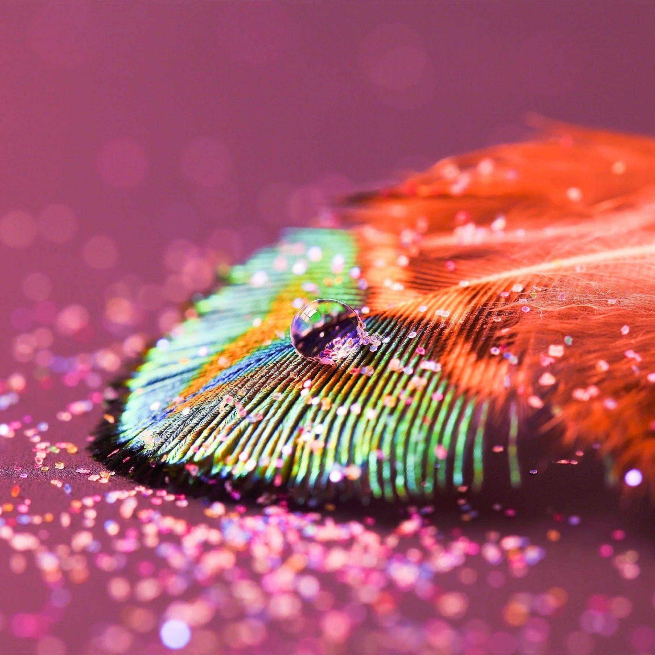 2560x2560 Wallpaper Of Peacock Feathers HD 2016