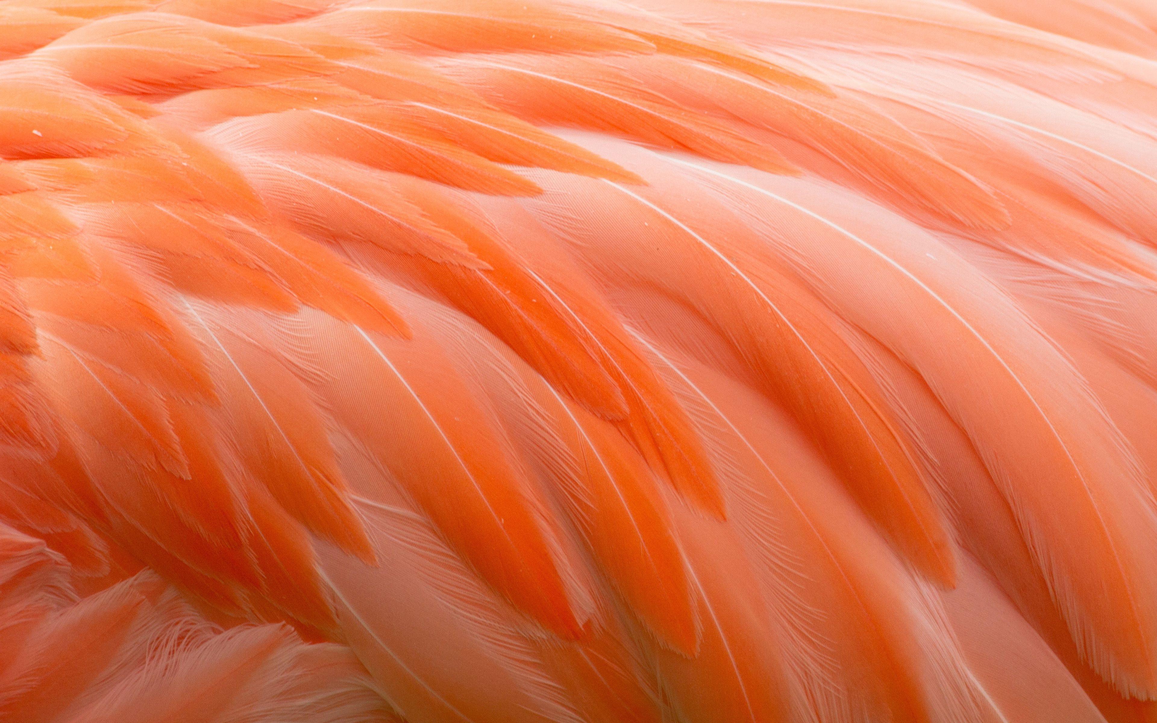 3840x2400 Download wallpaper flamingo feathers texture, 4k, feathers