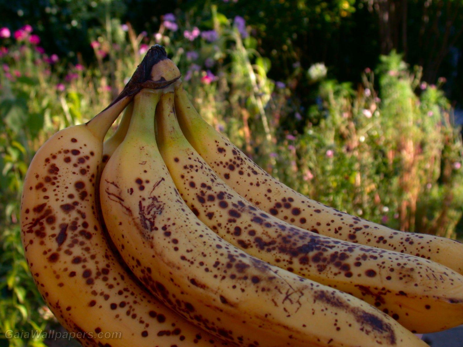 1600x1200 Ripe bananas wallpaper 1600x1200 Desktop Wallpaper
