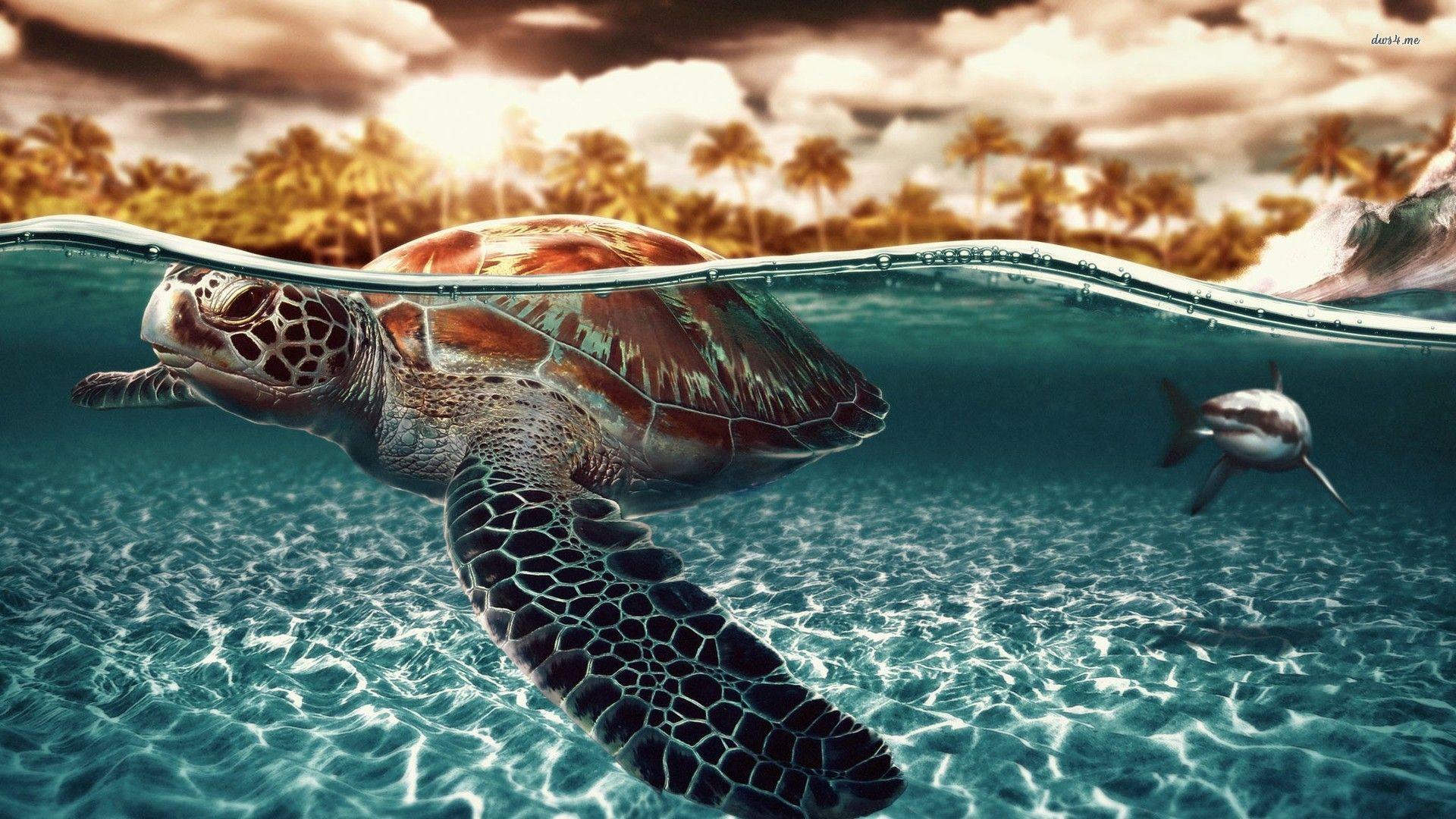 1920x1080 Seaturtle Shark wallpaperx1080