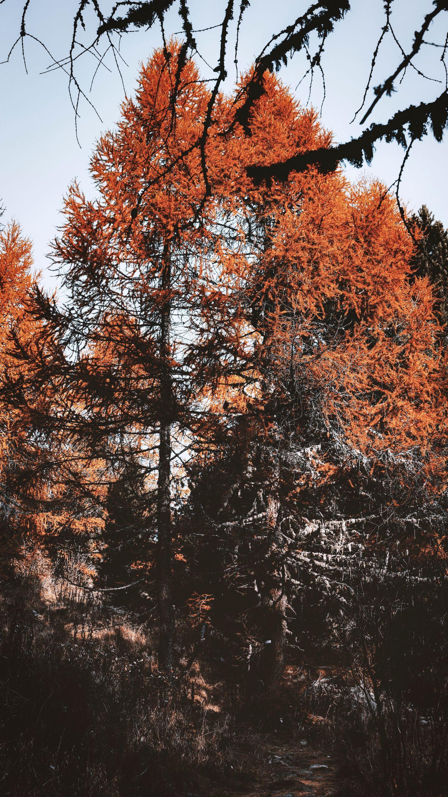 Brown Nature Wallpapers Top Free Brown Nature Backgrounds