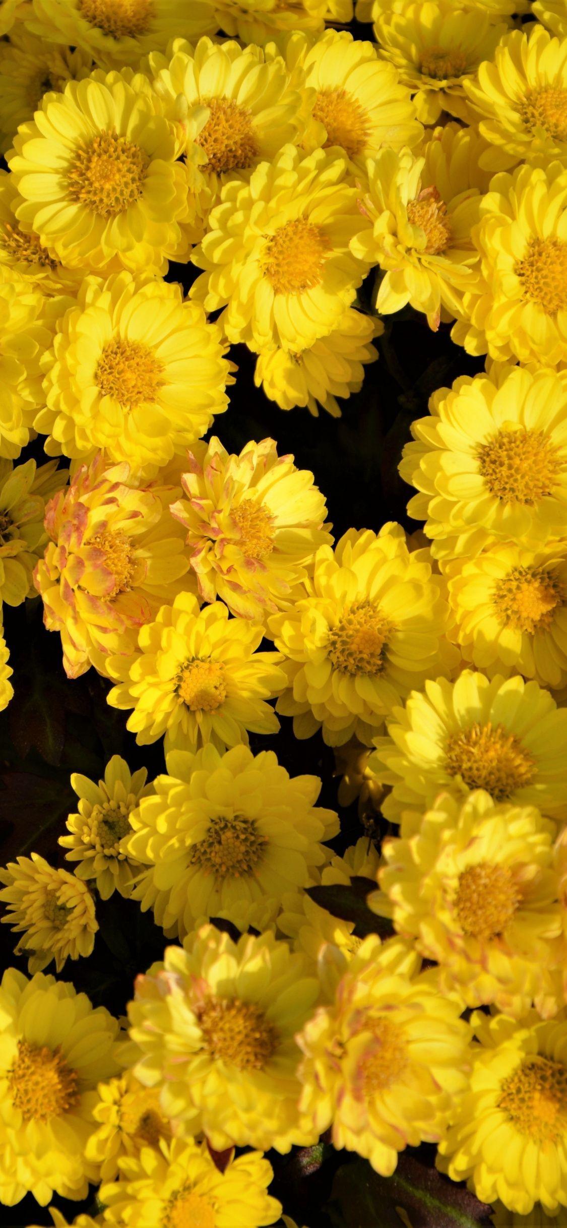 Yellow Flower iPhone HD Wallpapers - Top Free Yellow Flower iPhone HD