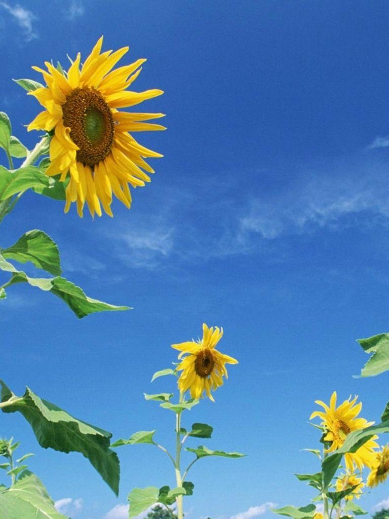 768x1024 Free download flower sky yellow nature iPhone 6 wallpaper HD