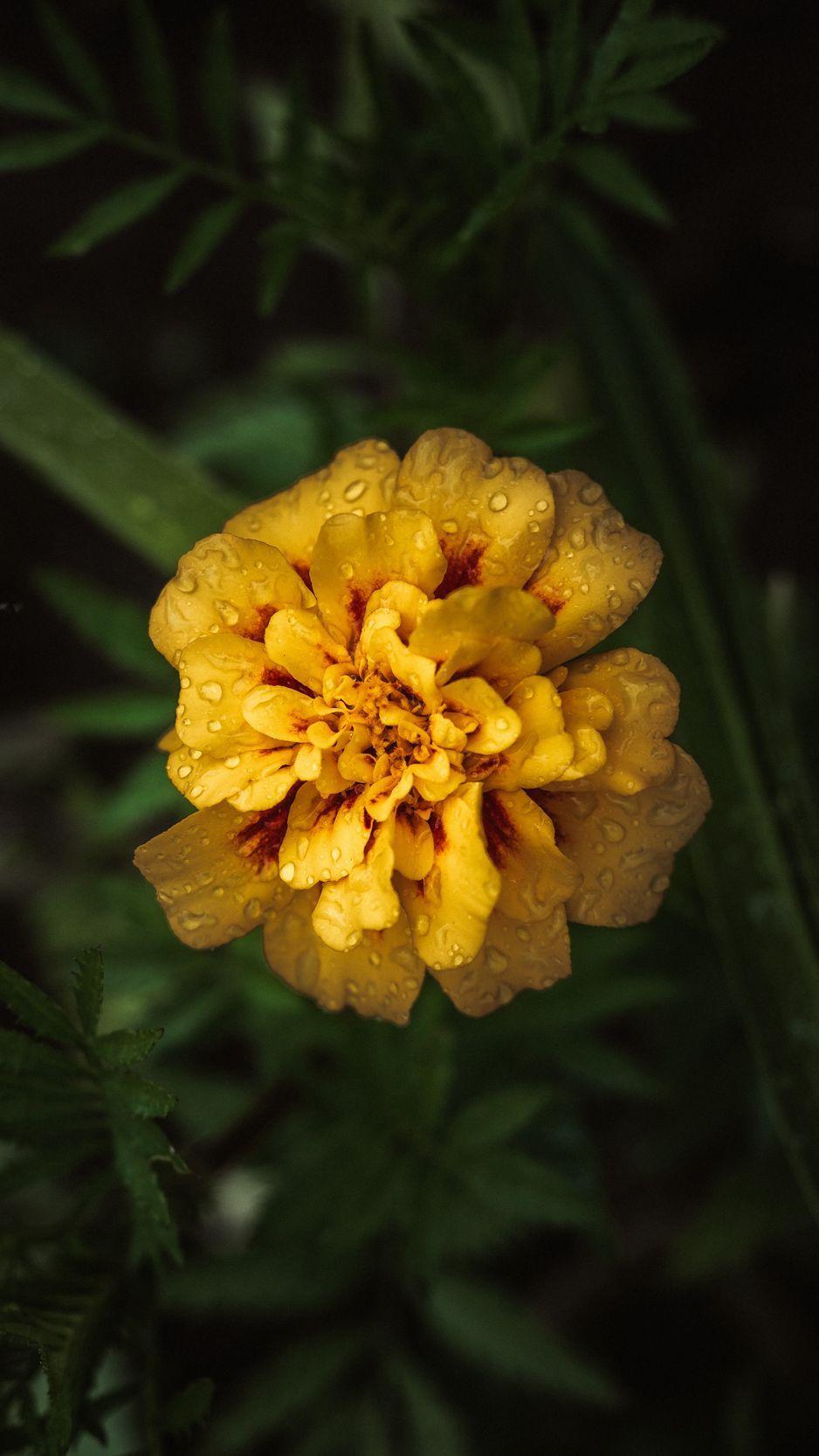 938x1668 Download wallpaper 938x1668 marigold, drops, yellow, flower iphone
