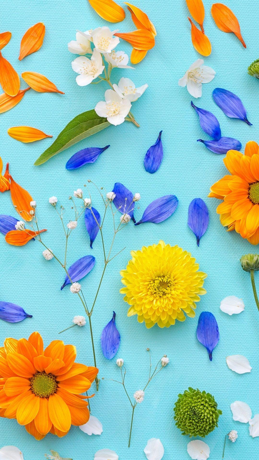 1080x1920 Chrysanthemum, petals, yellow flowers, blue background 1080x1920