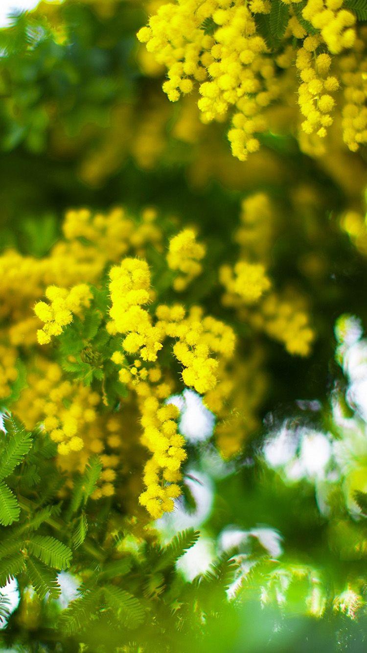 750x1334 Free download Lush yellow flowers iPhone 6 Wallpaper HD iPhone 6