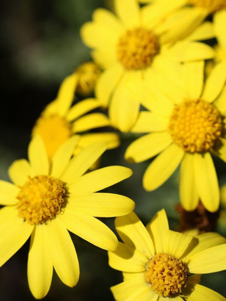 768x1024 Free download Cute Yellow Flower iPhone 6s Wallpaper HD