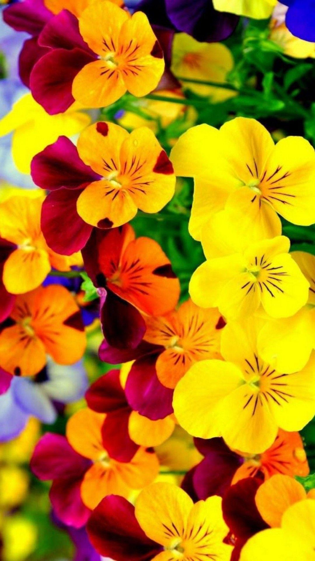 1080x1920 Cute Flower Wallpaper For iPhoneD Wallpaper. Cute flower