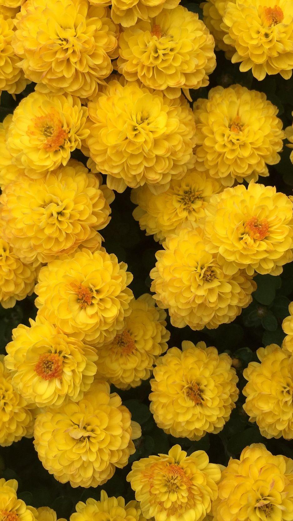 938x1668 Yellow Wallpaper HD