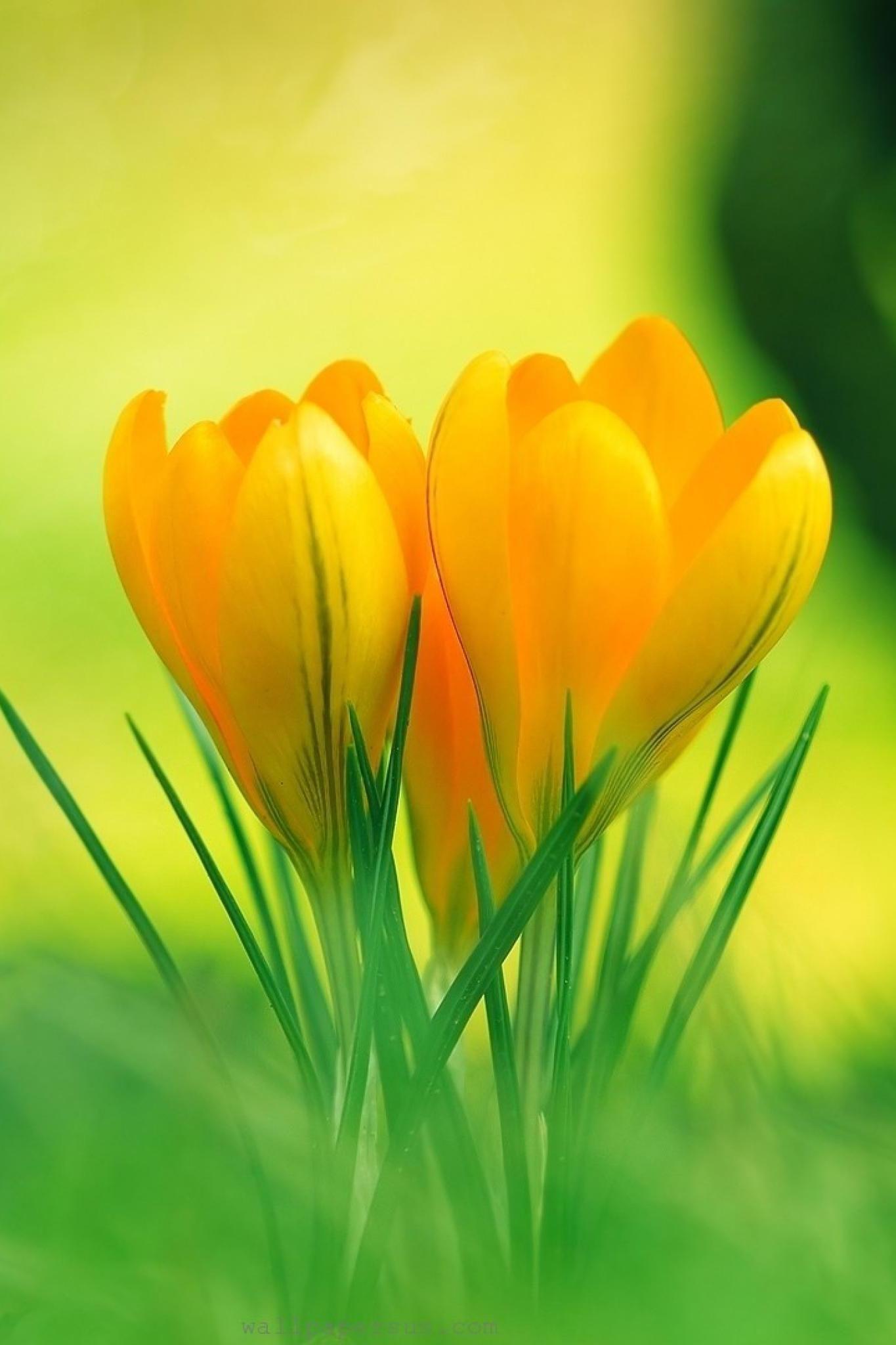 1365x2048 HD Wallpaper Yellow Flower 3D iPhone Wallpaper
