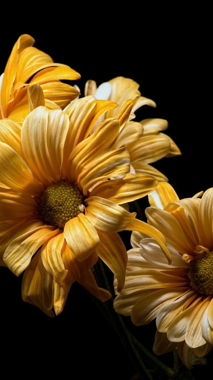 750x1334 Yellow Flowers Close Up, Black Background 750x1334 IPhone 8 7 6 6S