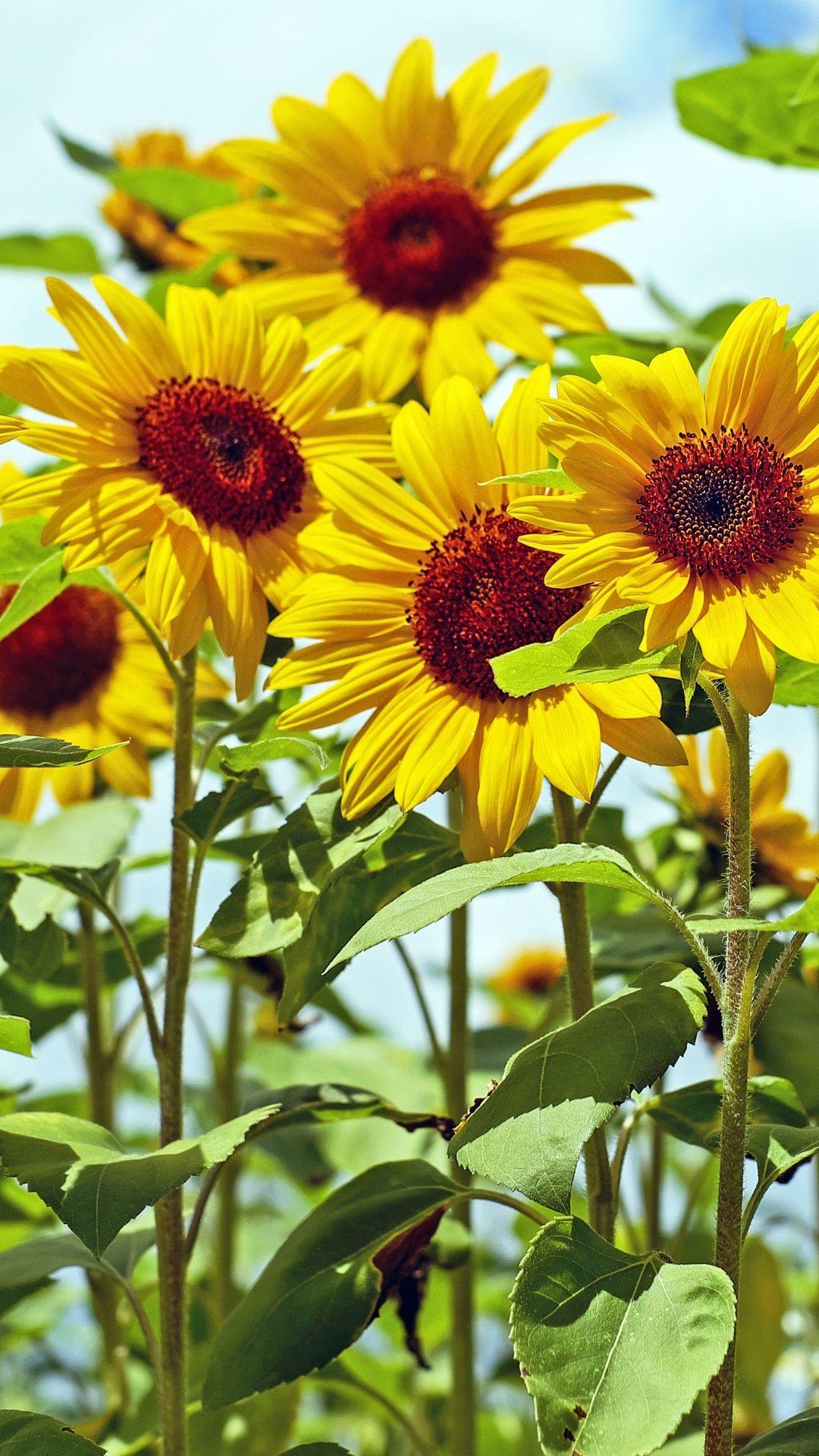 1080x1920 Sunflower iPhone Wallpaper