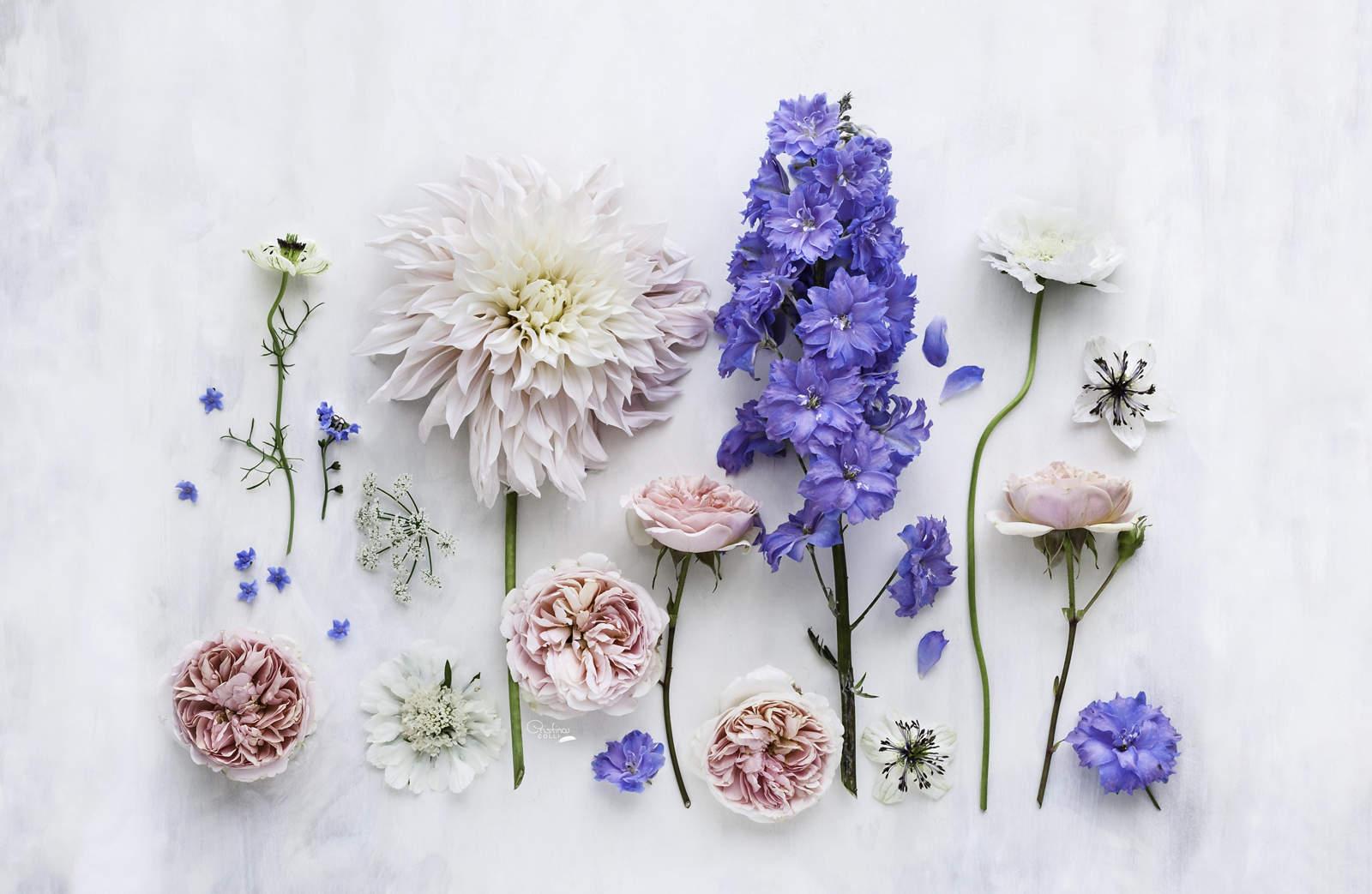 1600x1043 Desktop Wallpaper Flowers