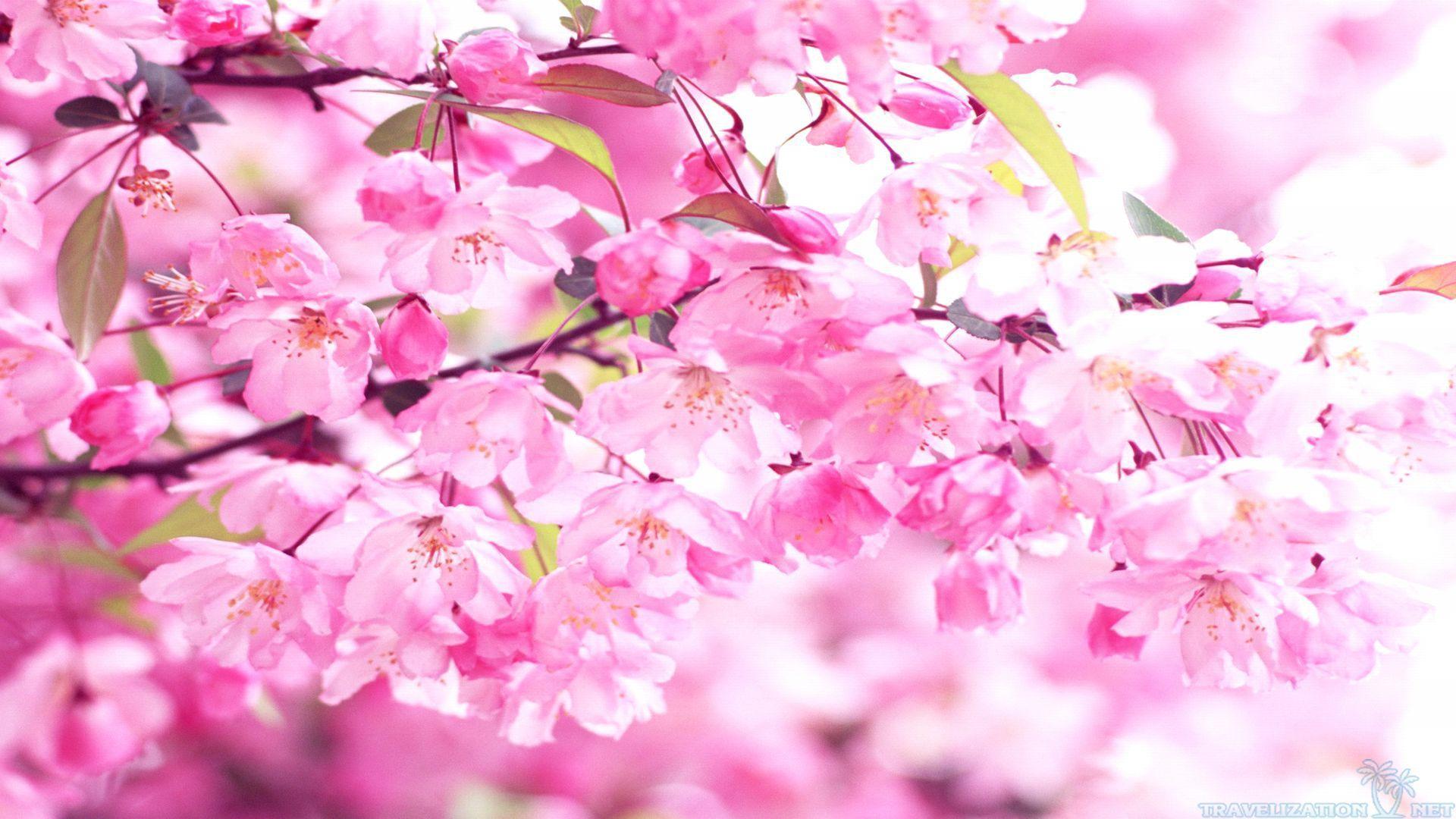 Pink Cherry Blossom Wallpapers - Top Free Pink Cherry Blossom Backgrounds - WallpaperAccess