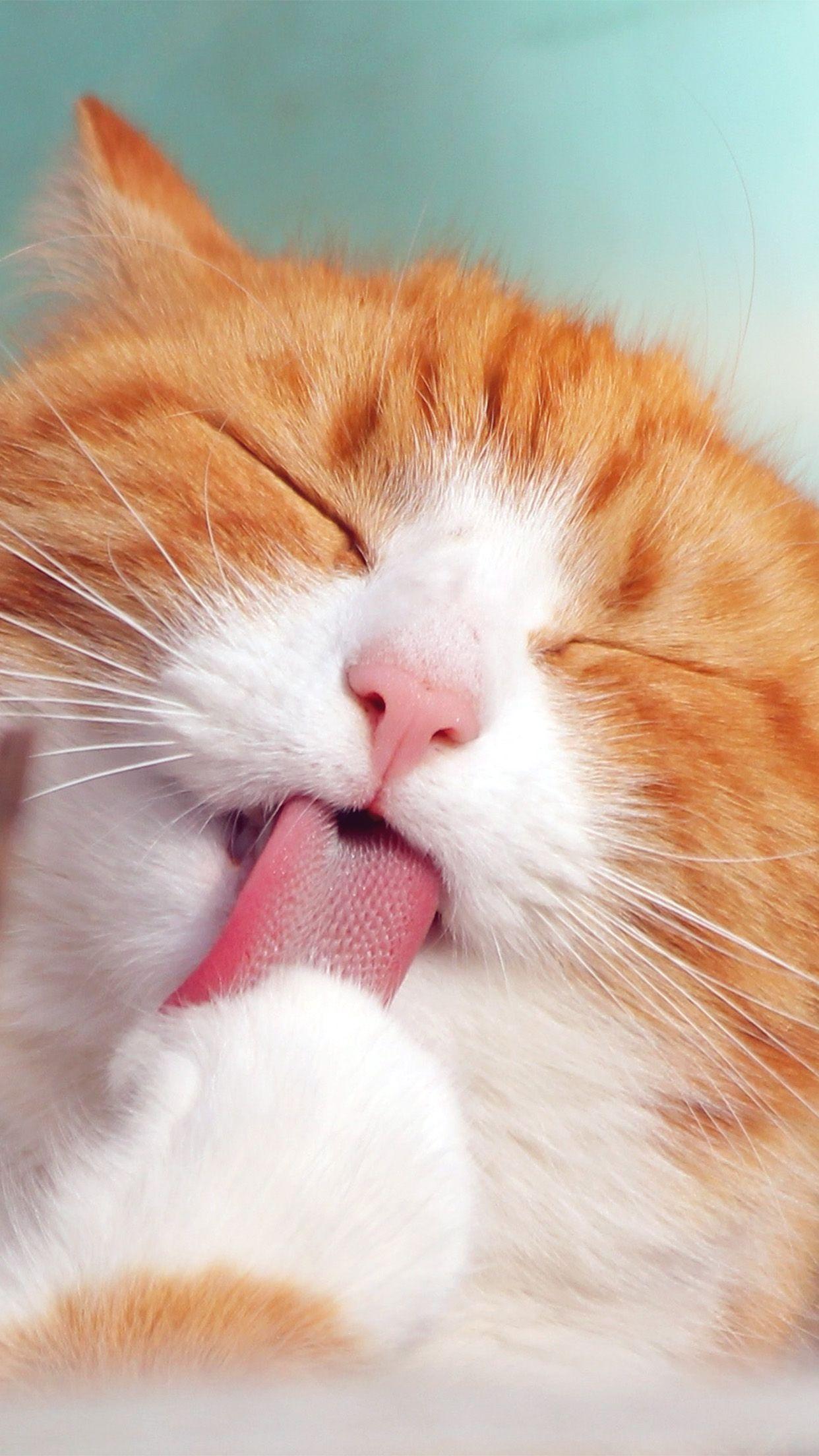 1242x2208 Happycat Animal Cute Smile Orange Wallpaper