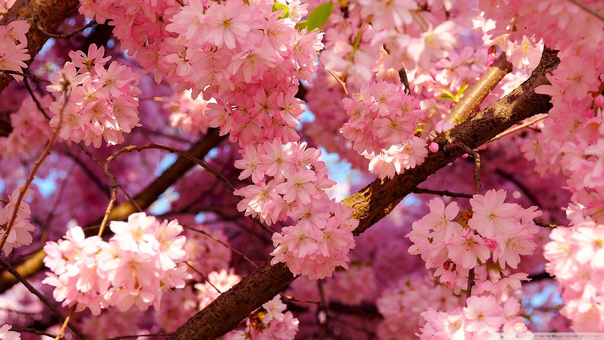 1920x1080 Pink cherry flowers 49416 Cherry Blossom