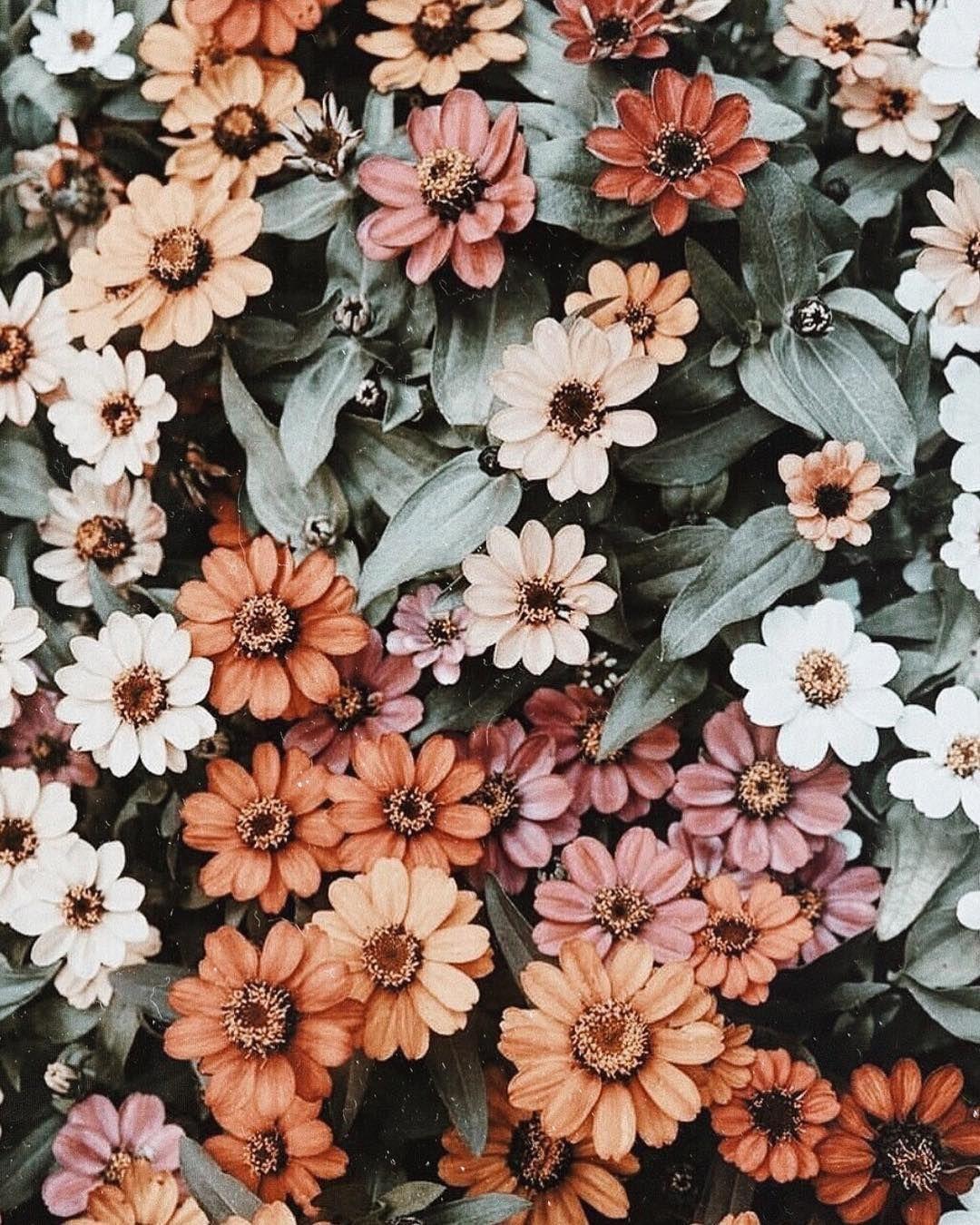 Vintage Flower Aesthetic Wallpapers Top Free