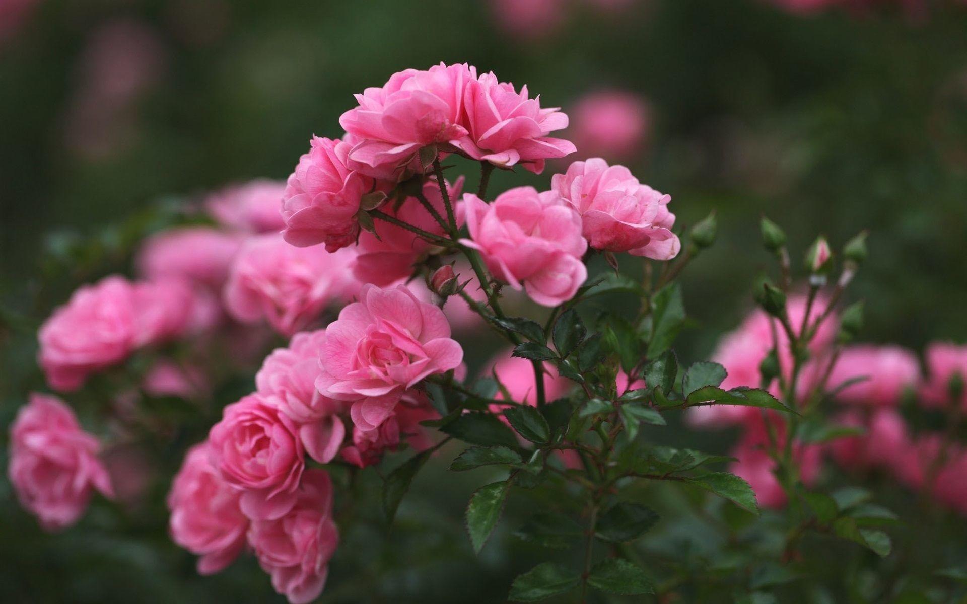 1920x1200 Pink Flower Wallpaper