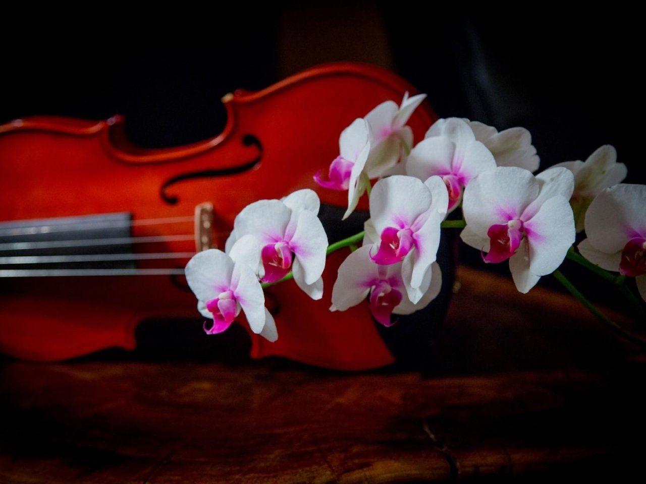 1280x960 Orchid, Two Tone, Branch, Violin, Background, Free, Photo