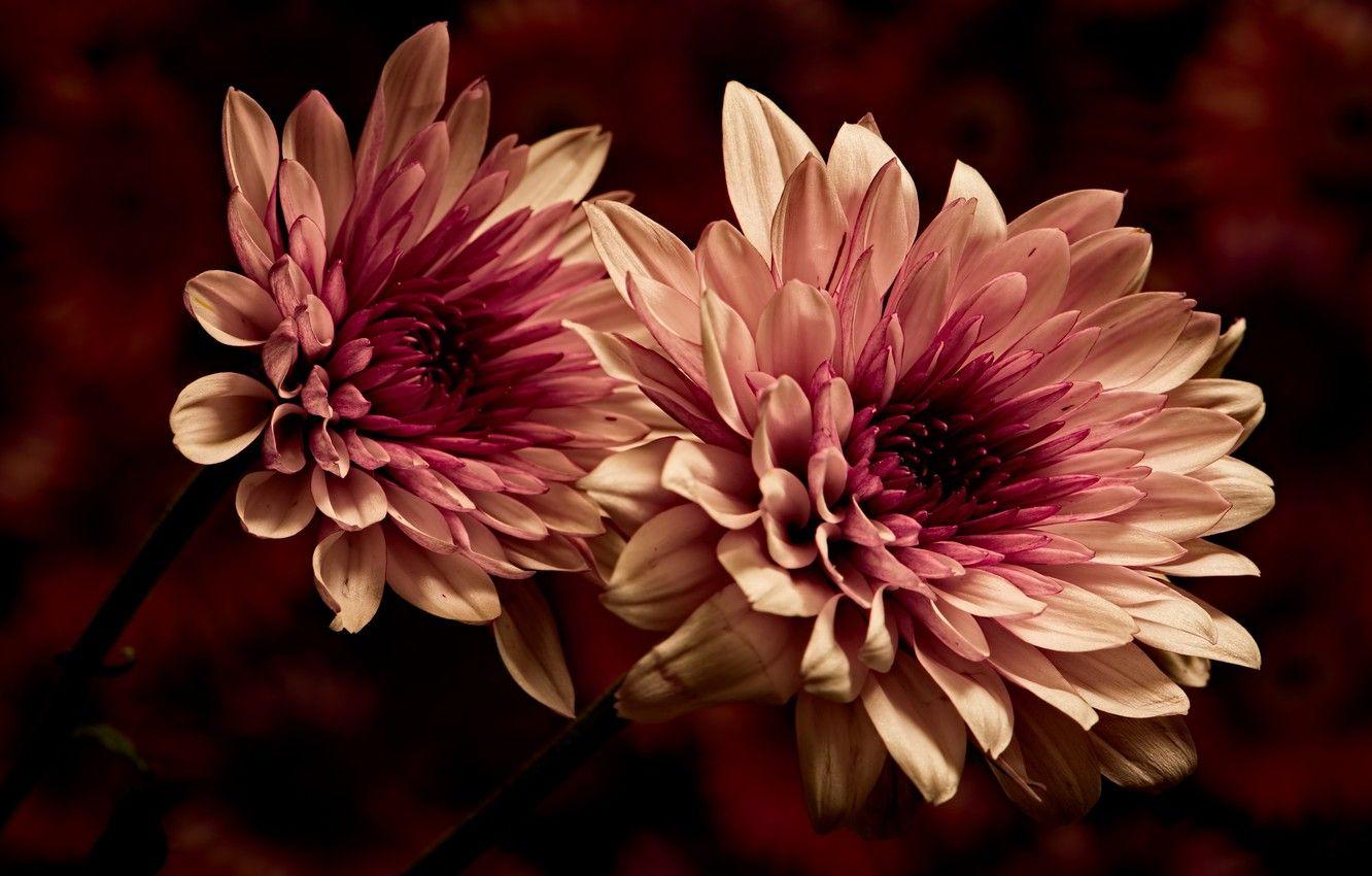 1332x850 Wallpaper Macro, Flowers, The Dark Background, Petals, Two Tone, Dahlias, Terry Image For Desktop, Section цветы