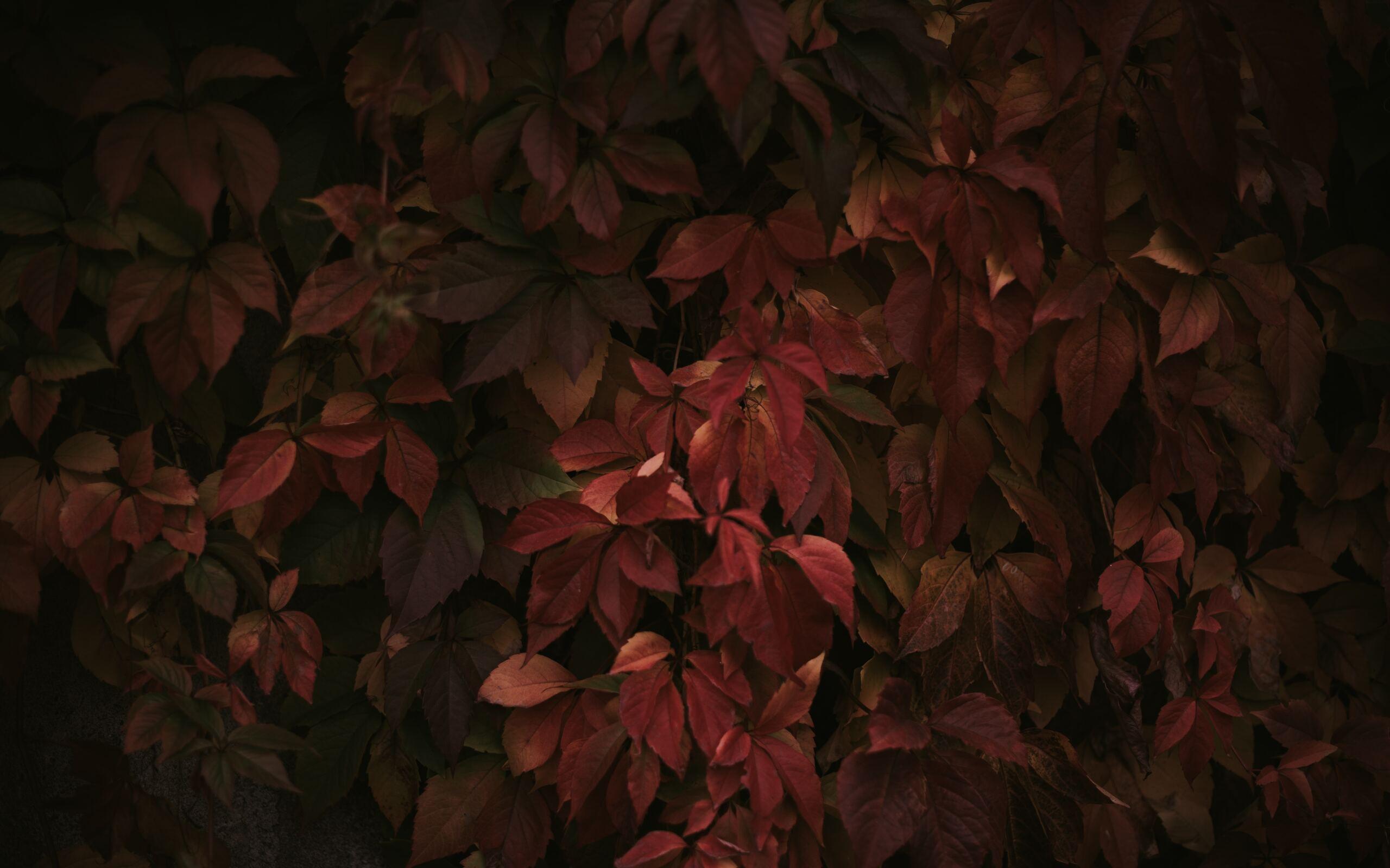 2560x1600 Red Leaves 8k 2560x1600 Resolution HD 4k Wallpaper, Image, Background, Photo and Picture