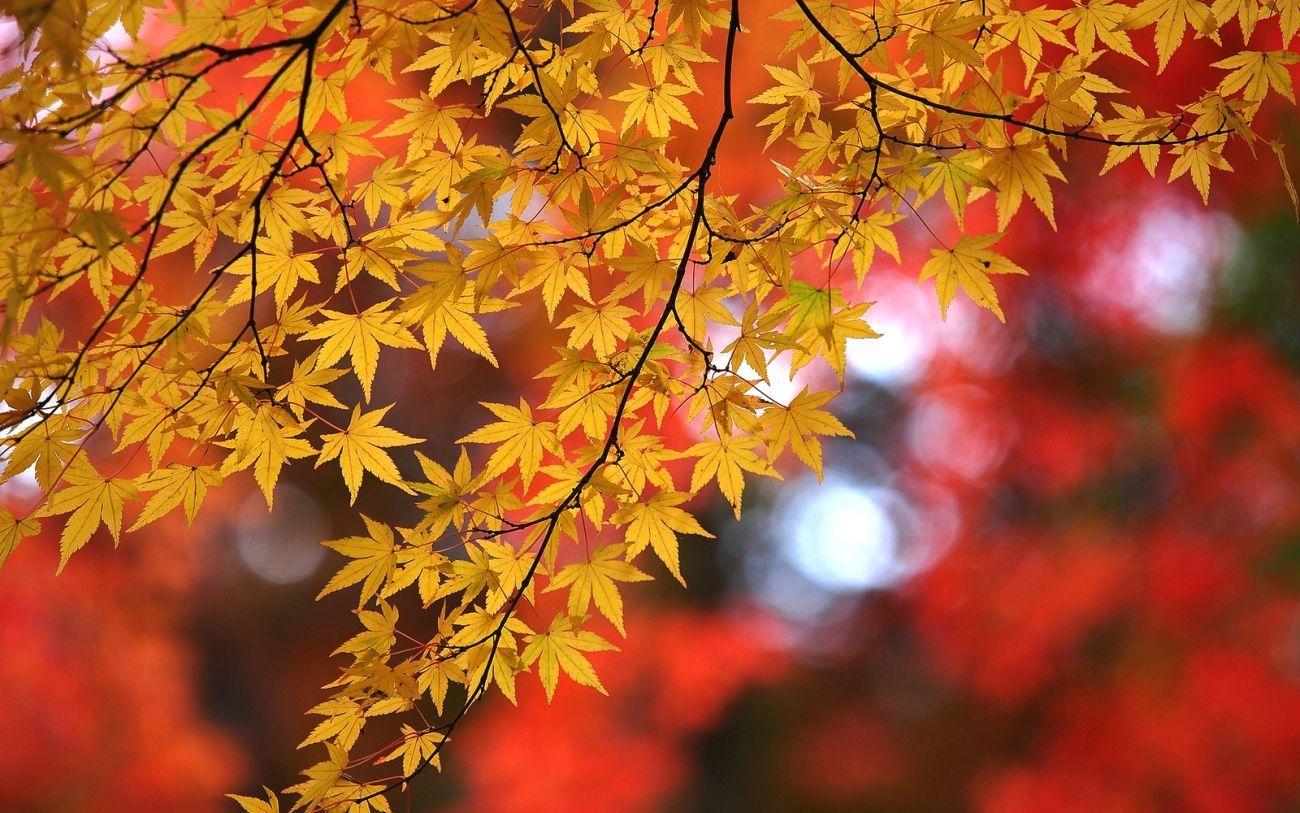 1300x813 Download Nature Autumn Maple Branches Leaves Hips 2k 4k Wallpaper High Quality HD Wallpaper in 2K 4K 5K 8K 10K reso. Wallpaper, 4k wallpaper for pc, Wallpaper pc