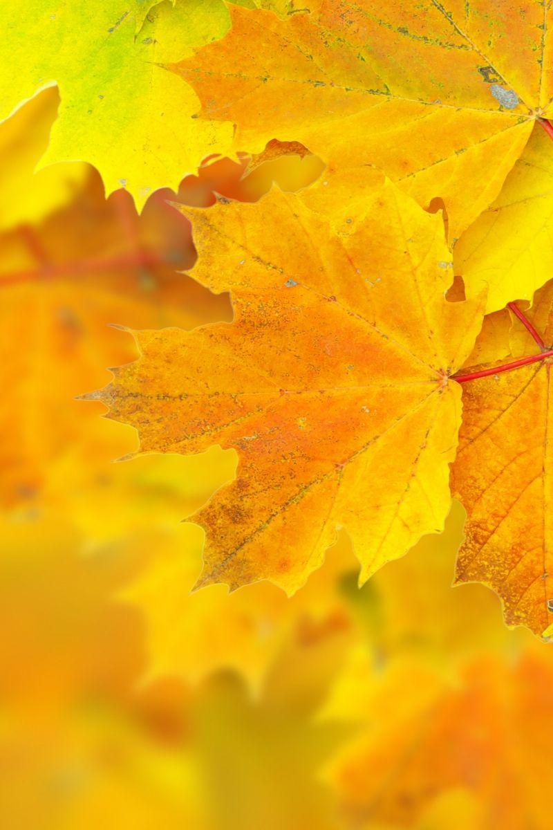 800x1200 Download Leaves, 5k, 4k wallpaper, 8k, maple, macro, yellow Apple iPhone 4S wallpaper 800x1200