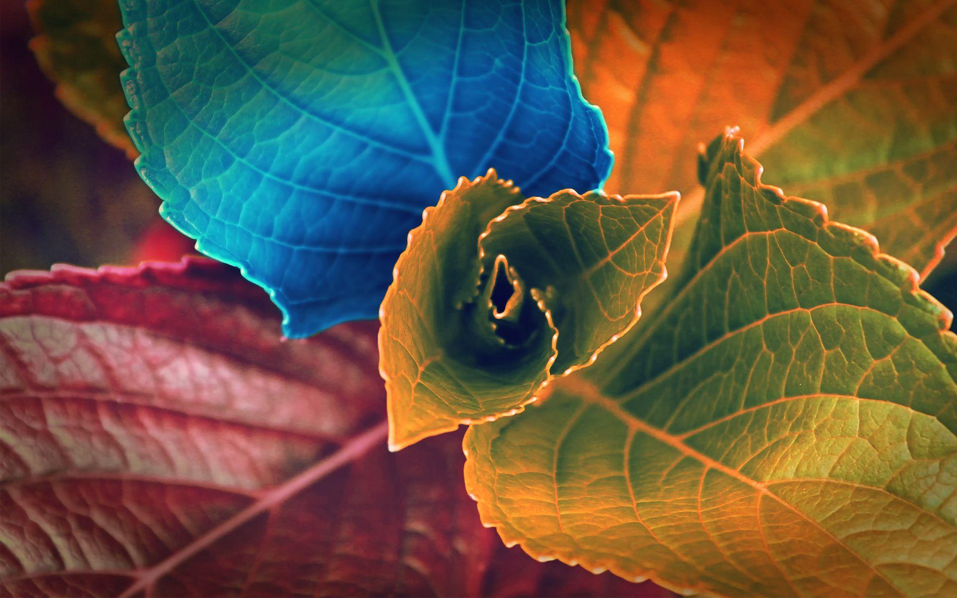 1920x1200 Colors of Leaves Wallpaper