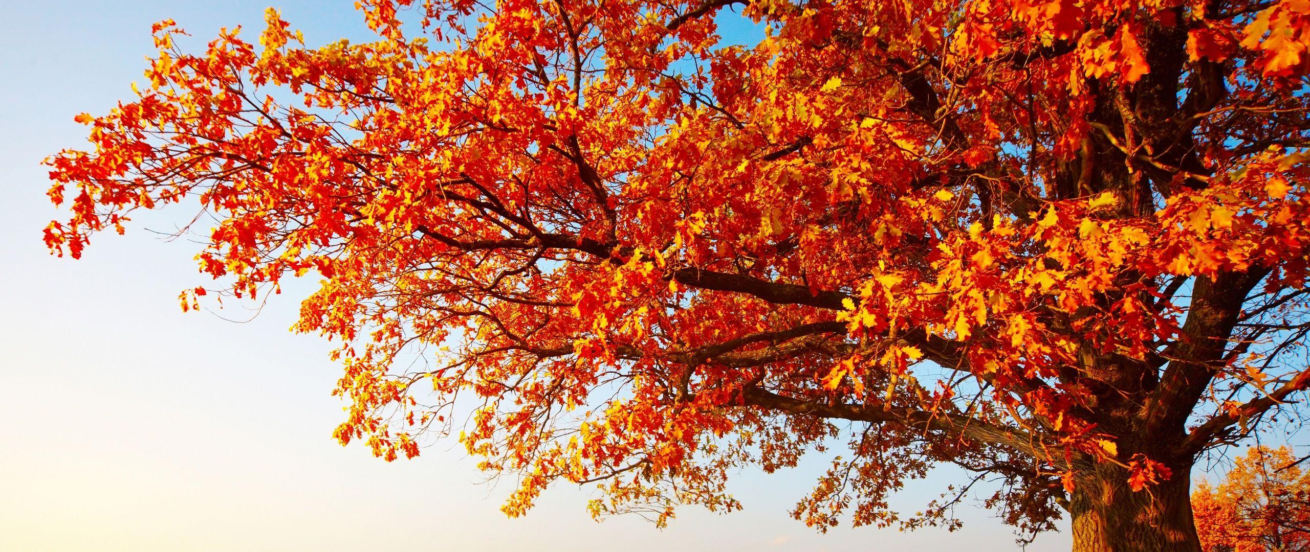 2560x1080 Download autumn, tree, leaves, field, grass, 8k Dual Wide display 1080p wallpaper 2560x1080