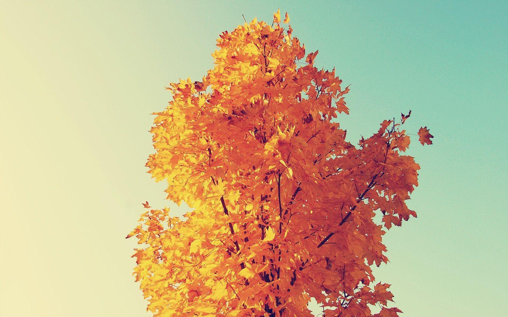 1680x1050 Autism Leaves