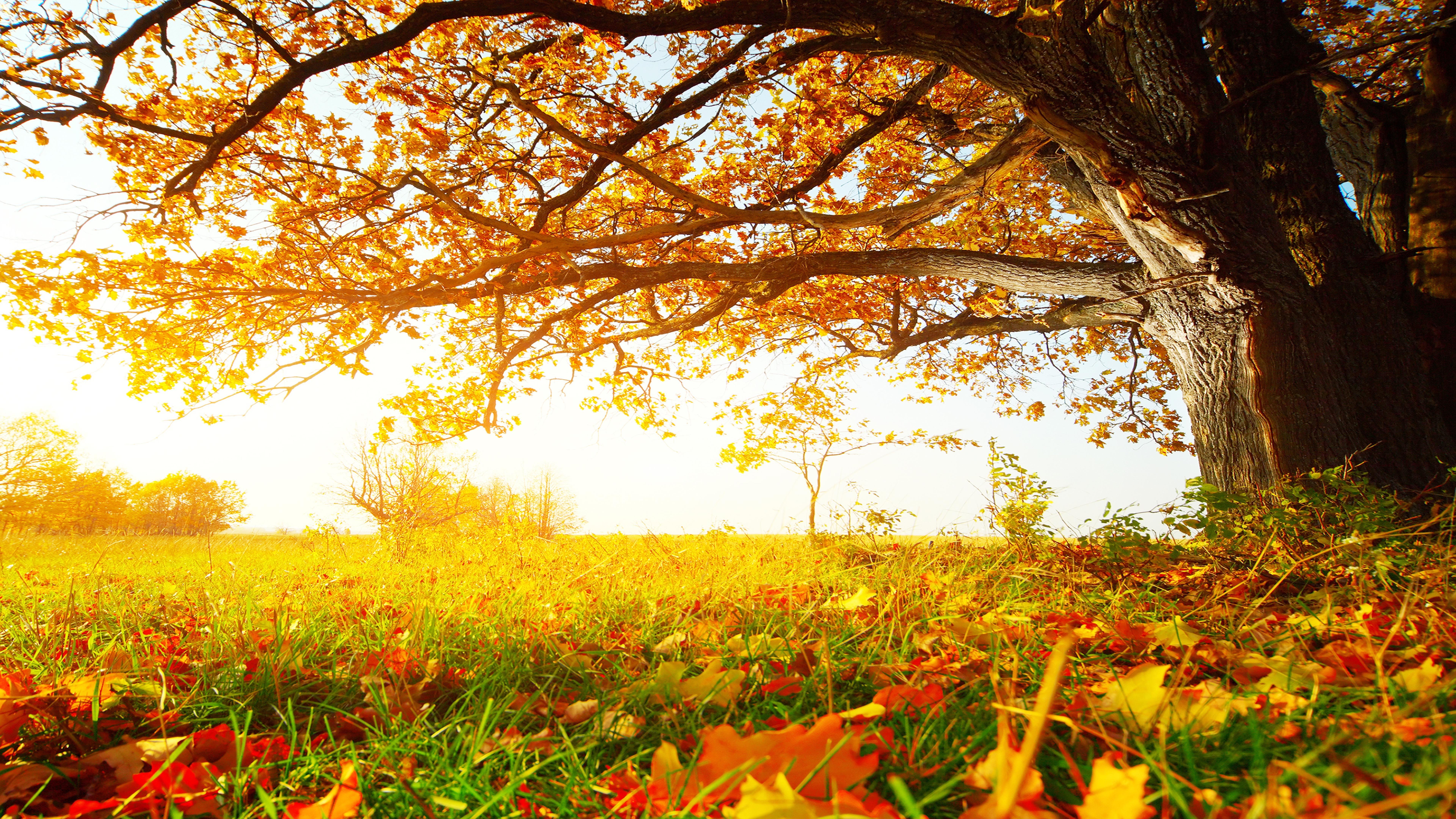 7680x4320 Fall grass leaves 8k wallpaper