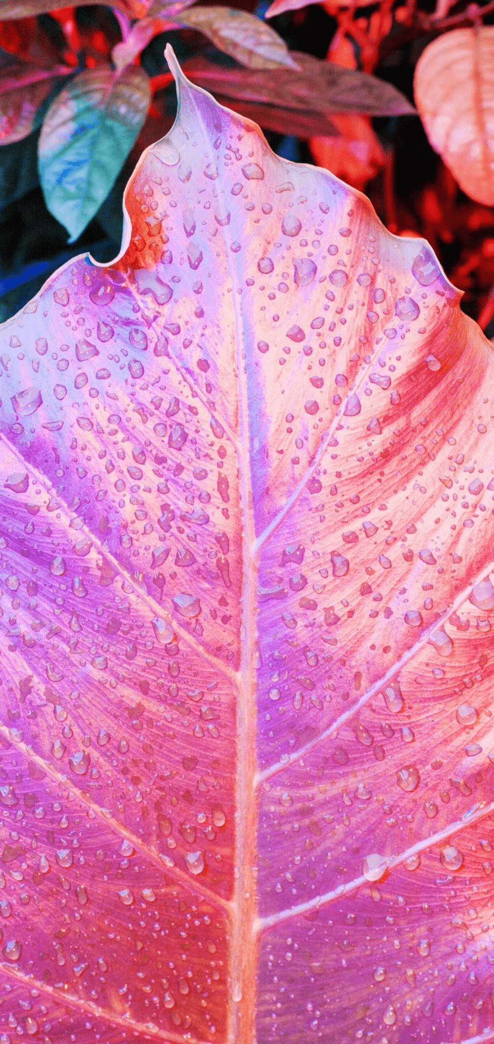 970x2048 Red leaf Wallpaper Wallpaper in 2020k wallpaper, Red leaves, Wallpaper