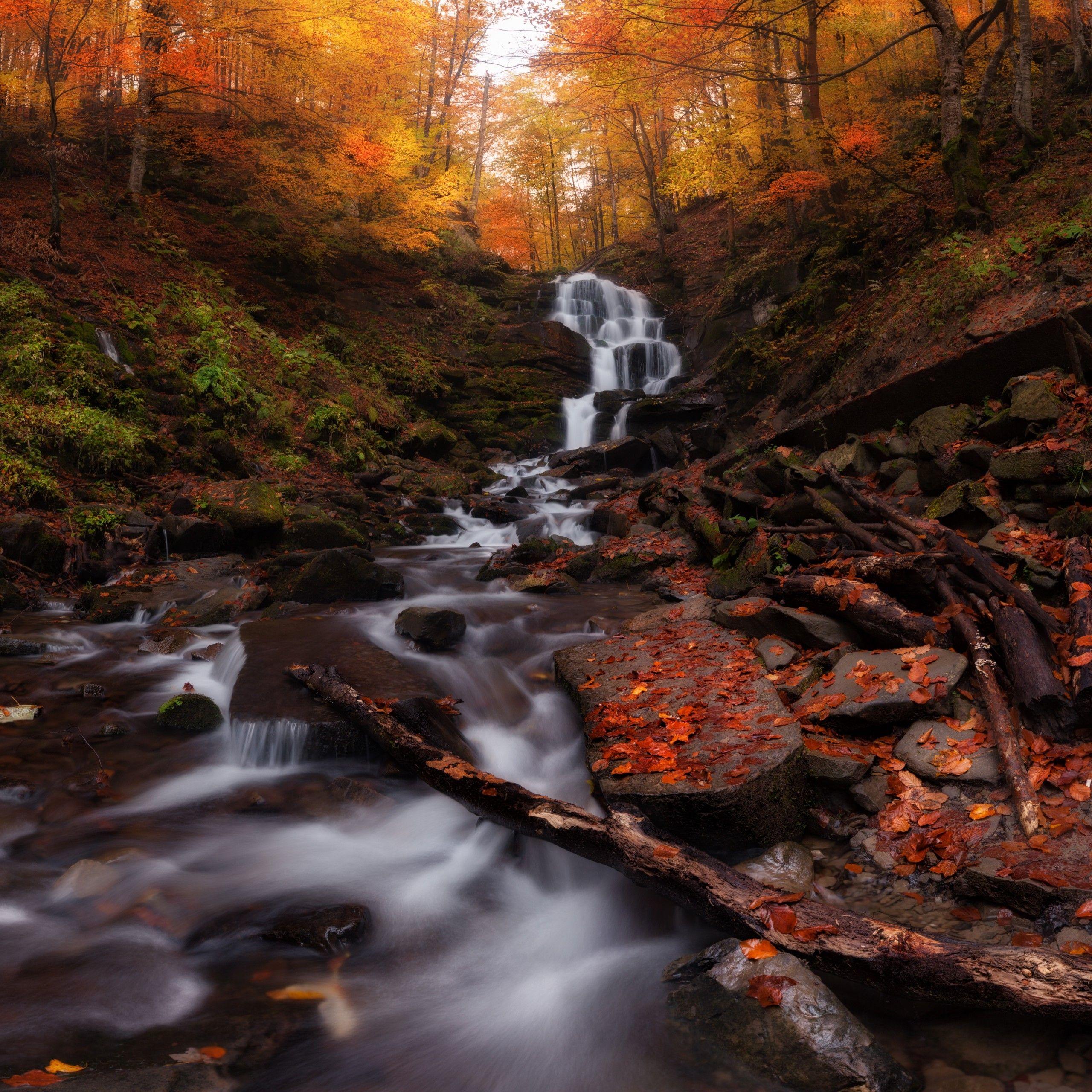 2560x2560 Wallpaper Autumn forest, Waterfall, Autumn leaves, 4K, 8K, Nature,. Wallpaper for iPhone, Android, Mobile and Desktop