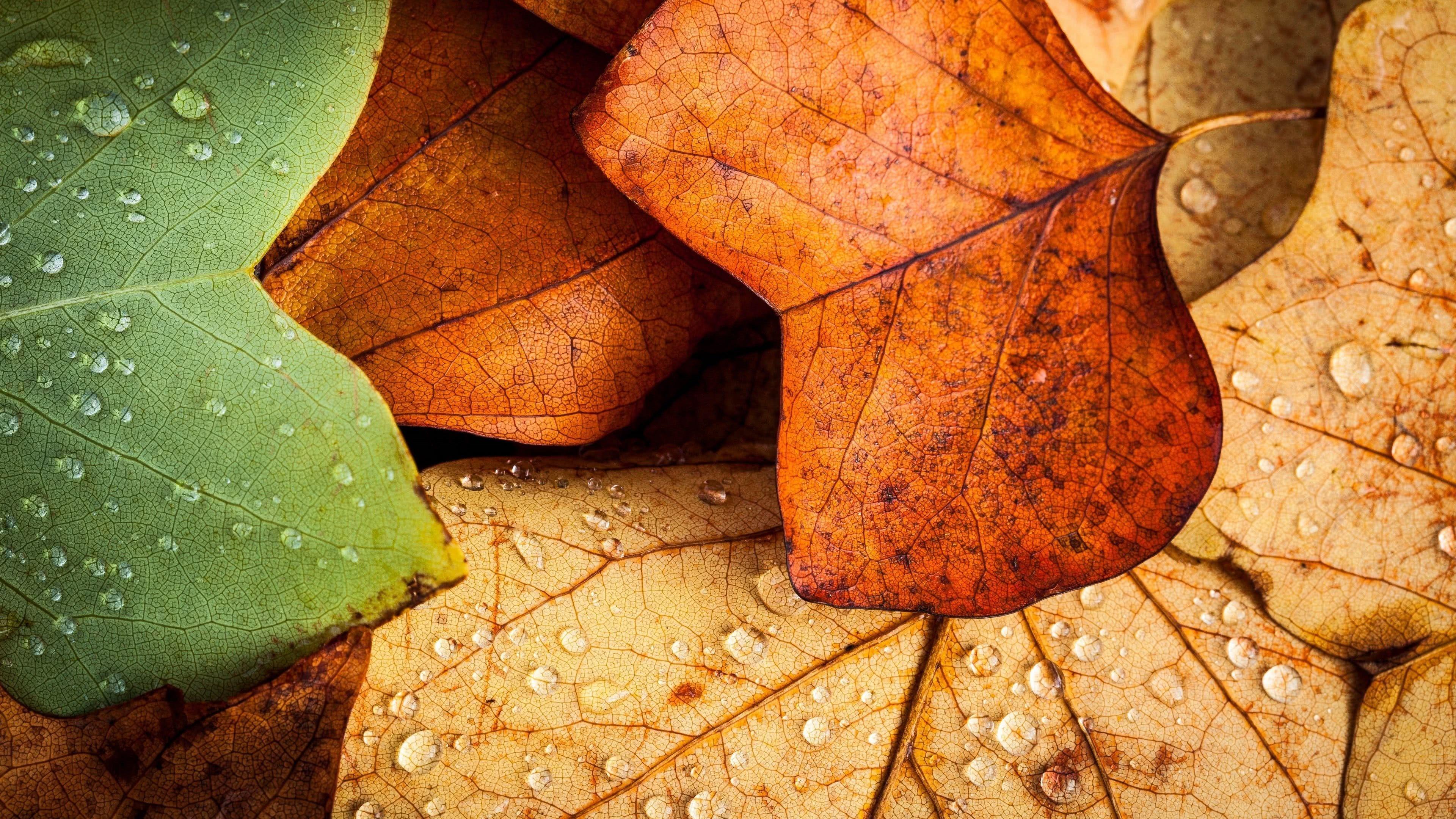 3840x2160 Autumn Leaves UHD 4K Wallpaper
