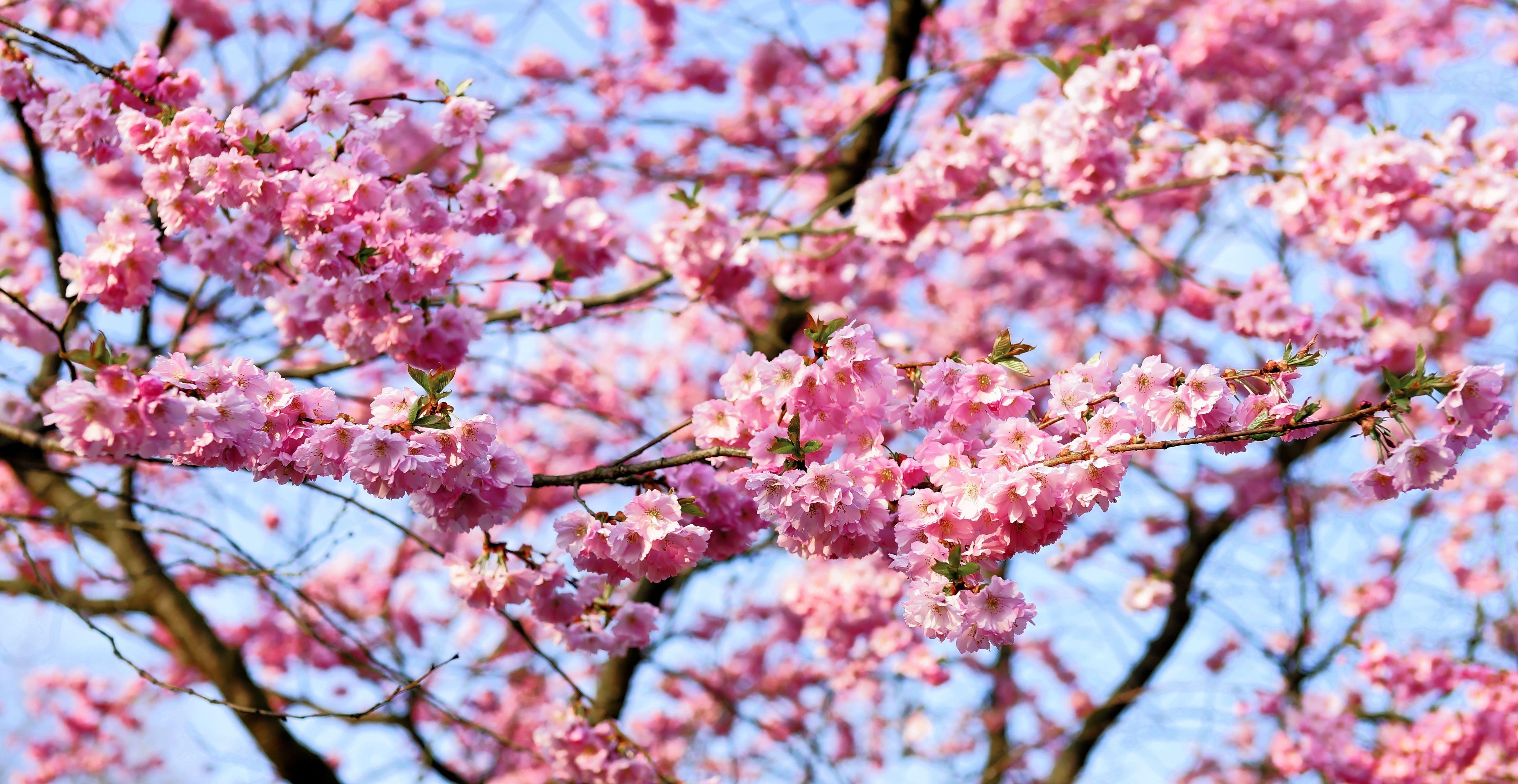 5253x2714 Pink cherry blossom in bloom at daytime HD wallpaper