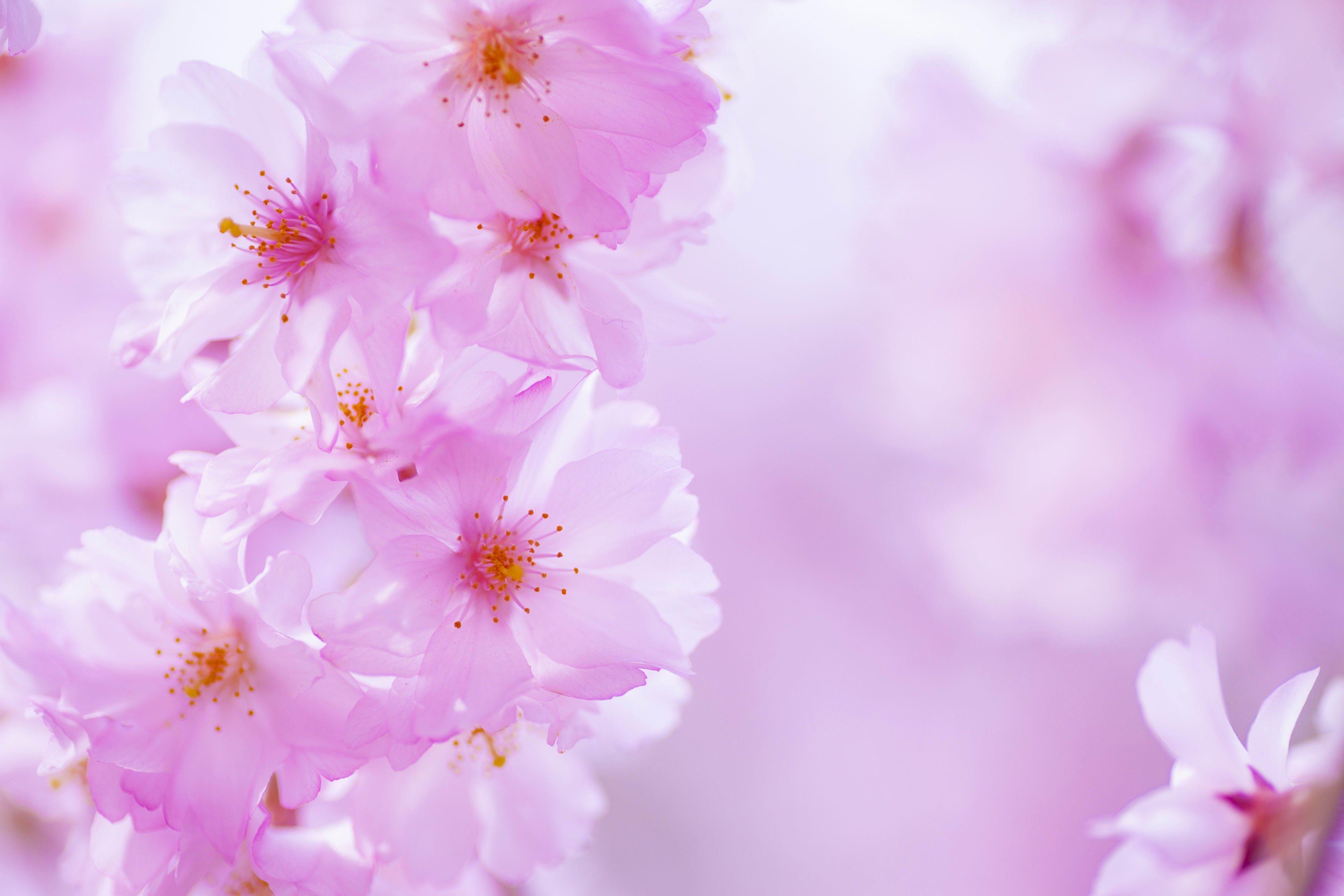 4000x2667 Hình nền hoa anh đào Bộ sưu tập hình nền HDQ (lên đến 4k) https://wallpaperaccess.com/full/33896.jpg