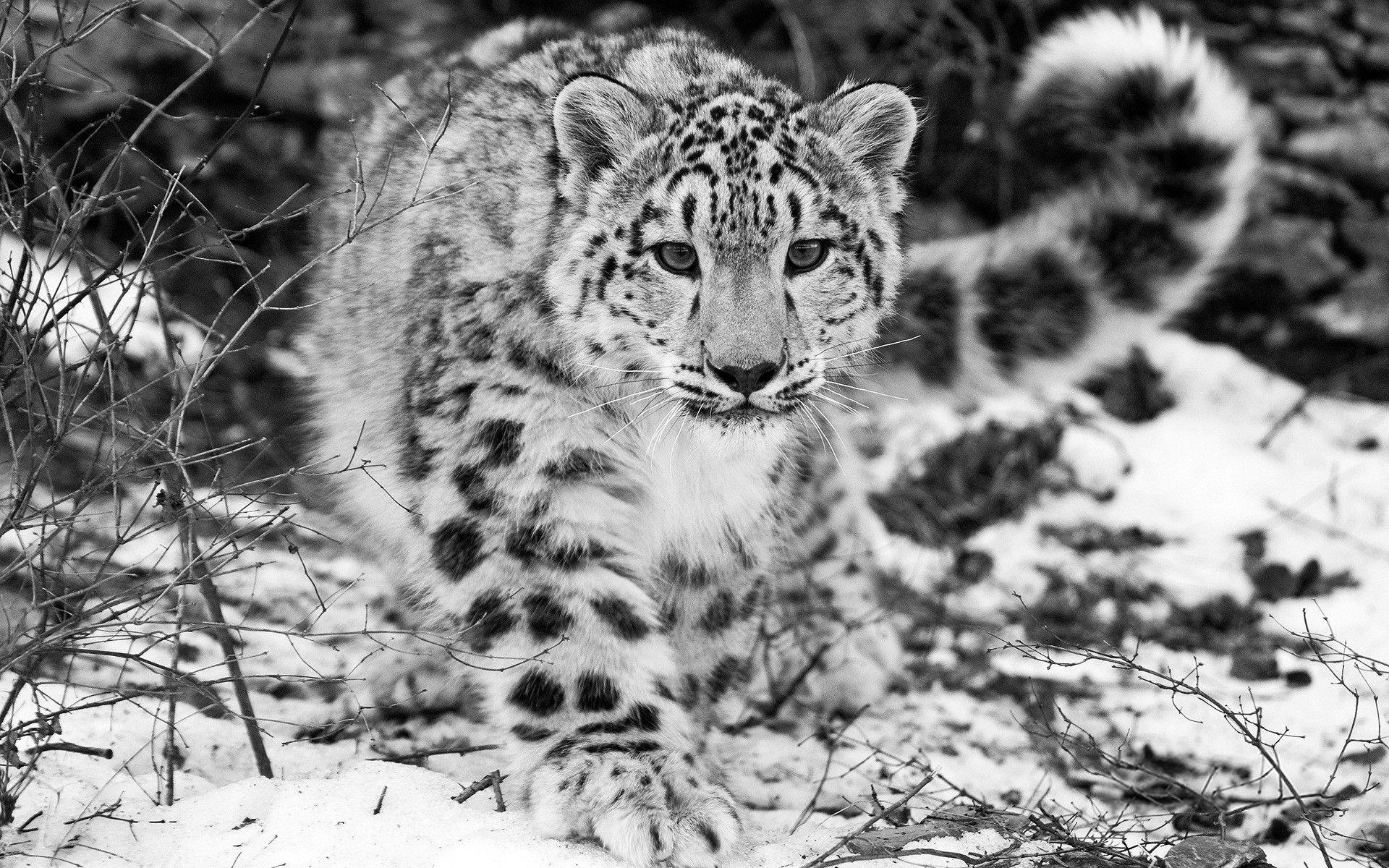 1920x1200 Free download Snow Leopard Background HD 18246 Wallpaper