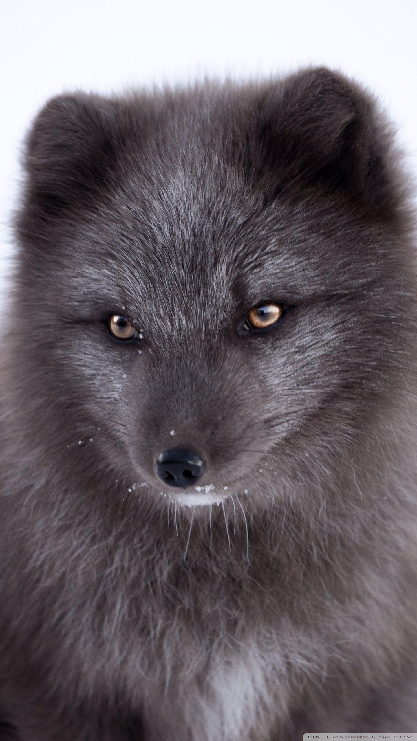 1440x2560 Black Arctic Fox Ultra HD Desktop Background Wallpaper for 4K UHD TV : Widescreen & UltraWide Desktop & Laptop : Tablet