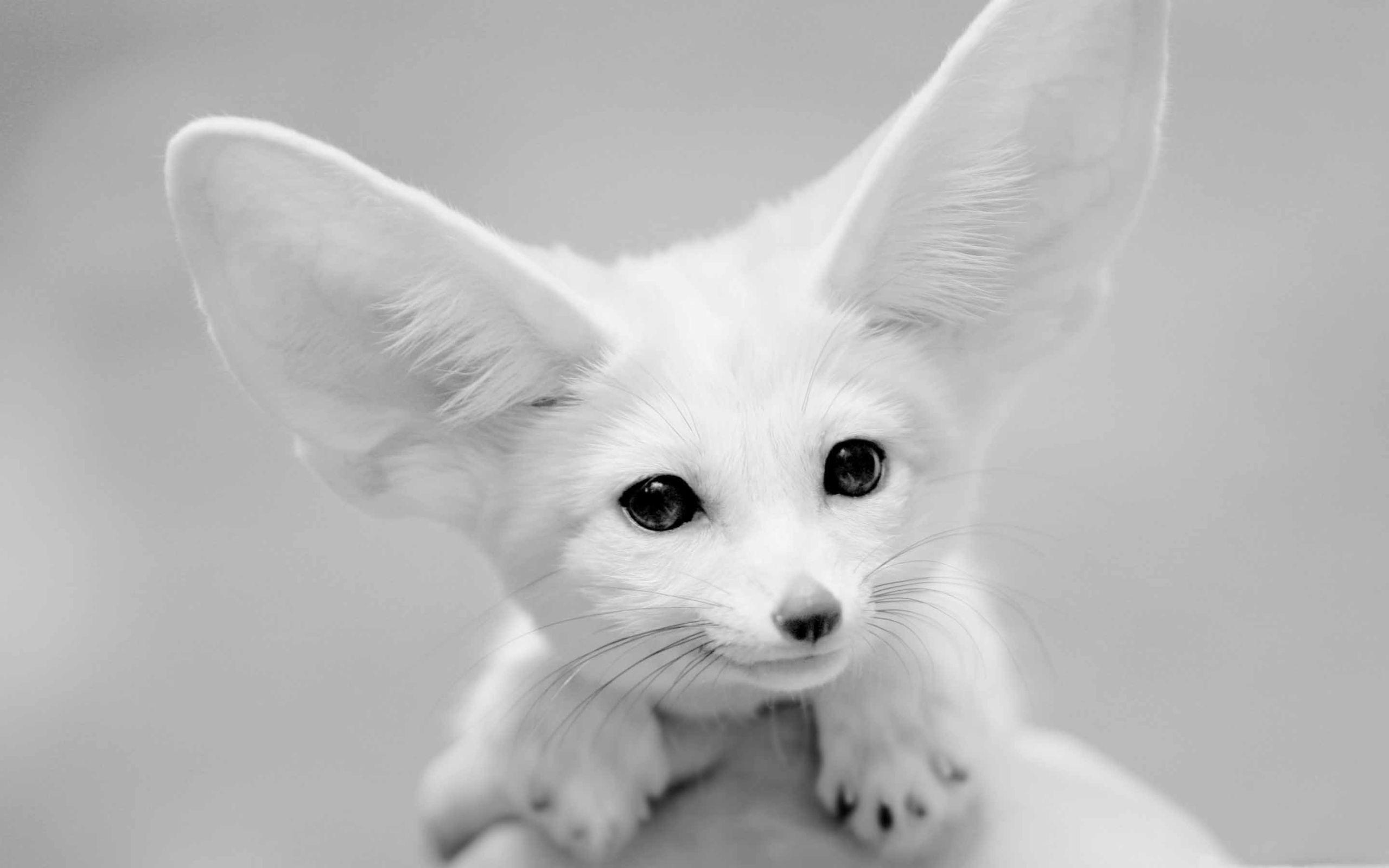 2560x1600 Best fox Mac Wallpaper Free HD Download