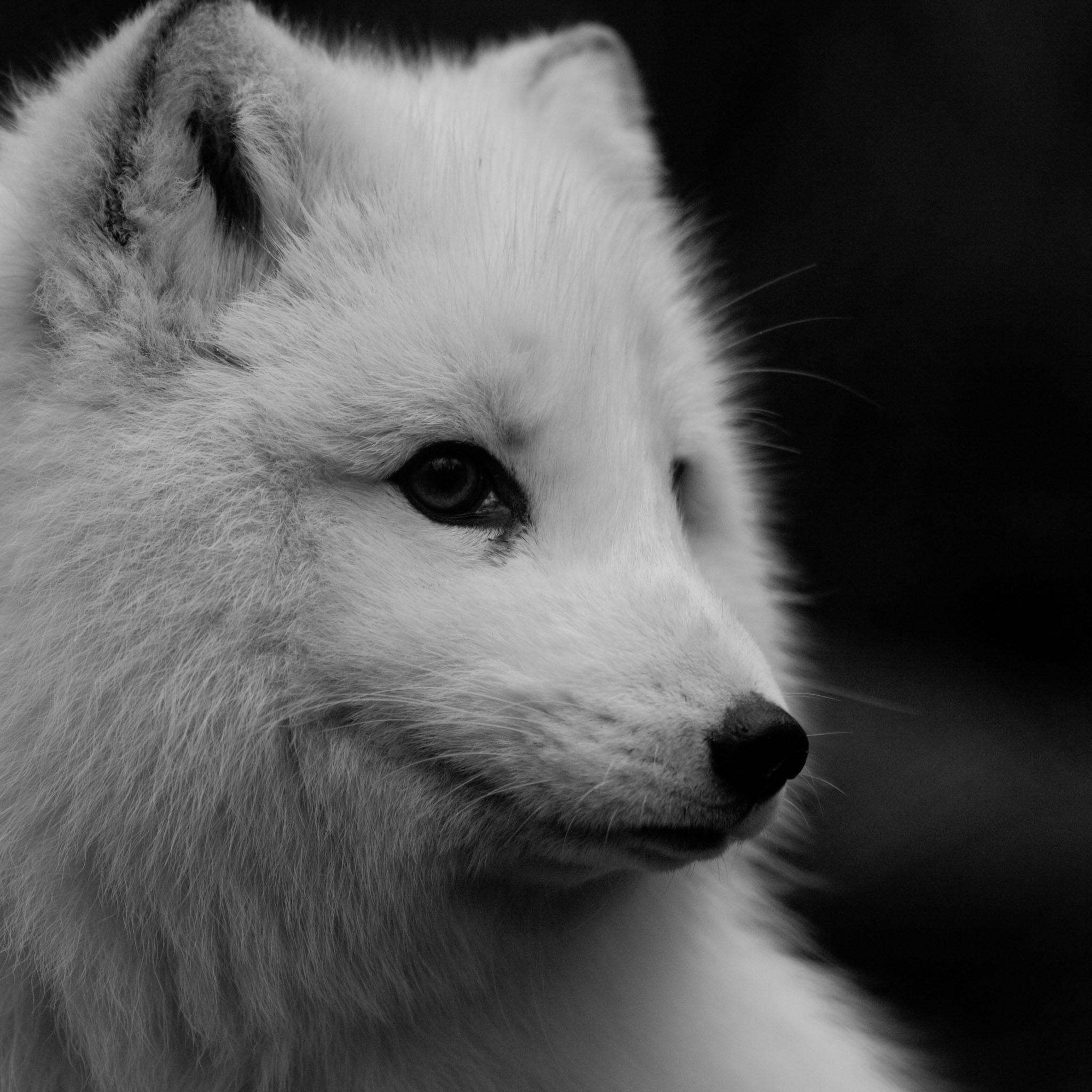 2048x2048 Fox iPhone Background. Cute Fox