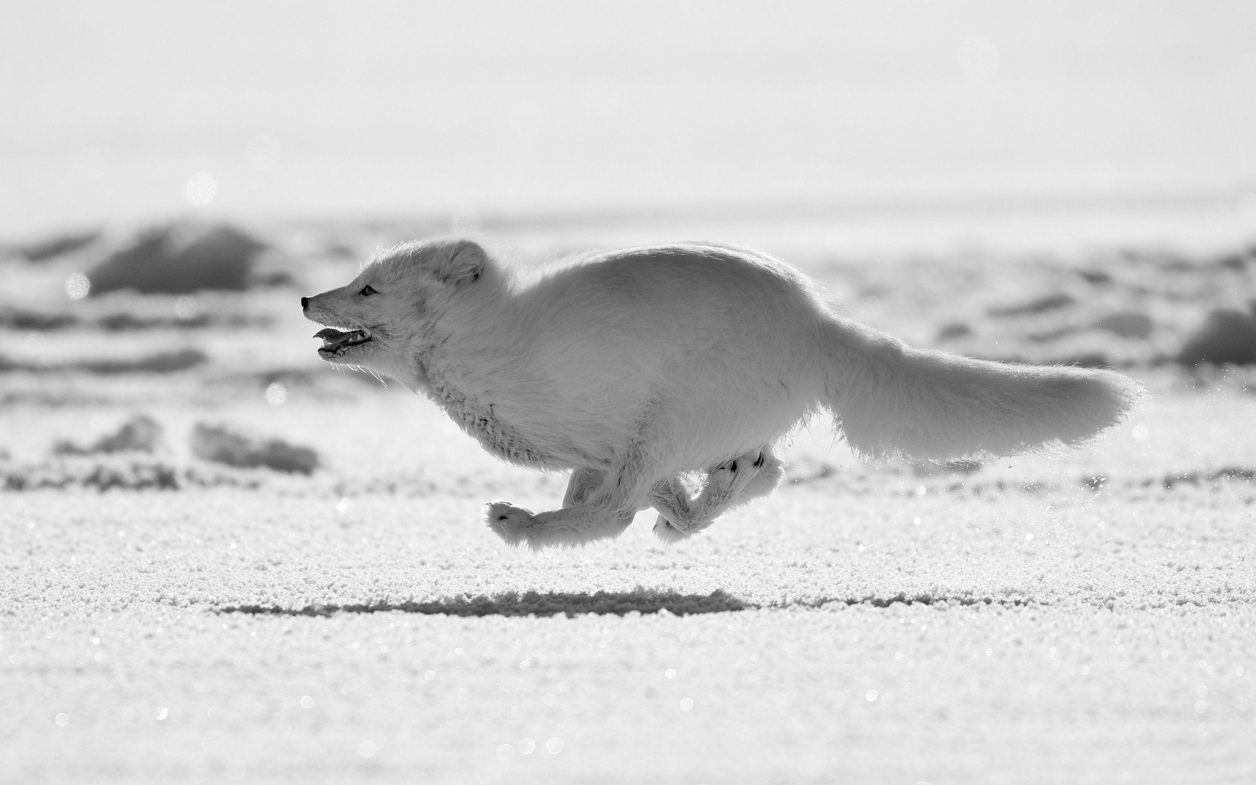 2560x1600 Arctic Fox Running 2560x1600 Resolution HD 4k Wallpaper
